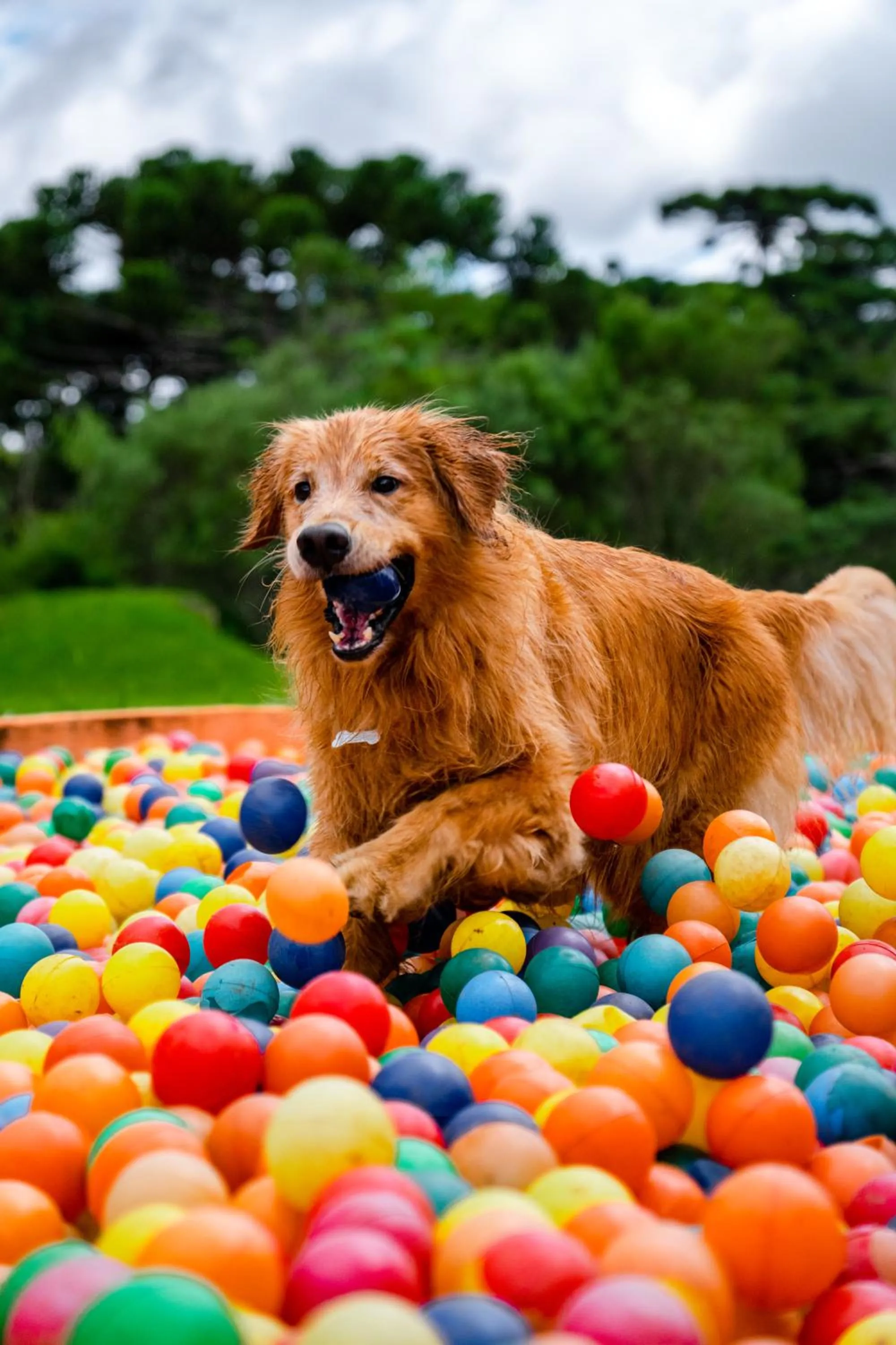 Pets in Surya-Pan Refúgio Hotel - Super Pet Friendly