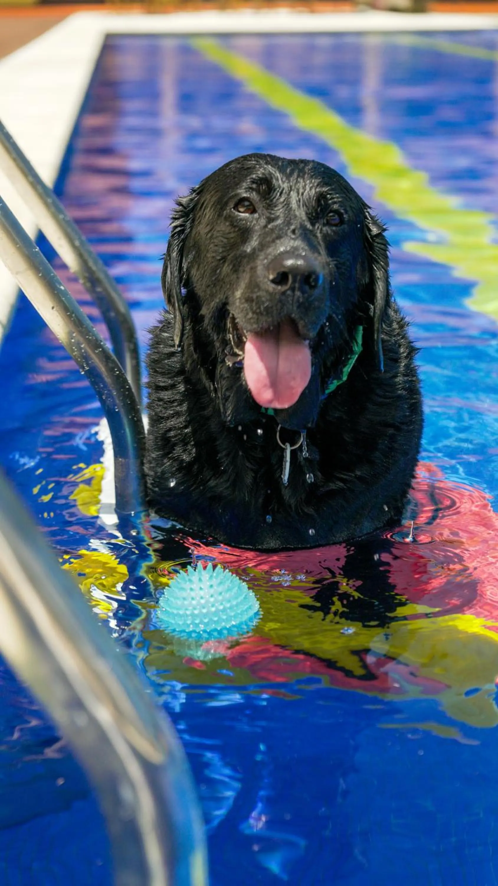 Pets in Surya-Pan Refúgio Hotel - Super Pet Friendly