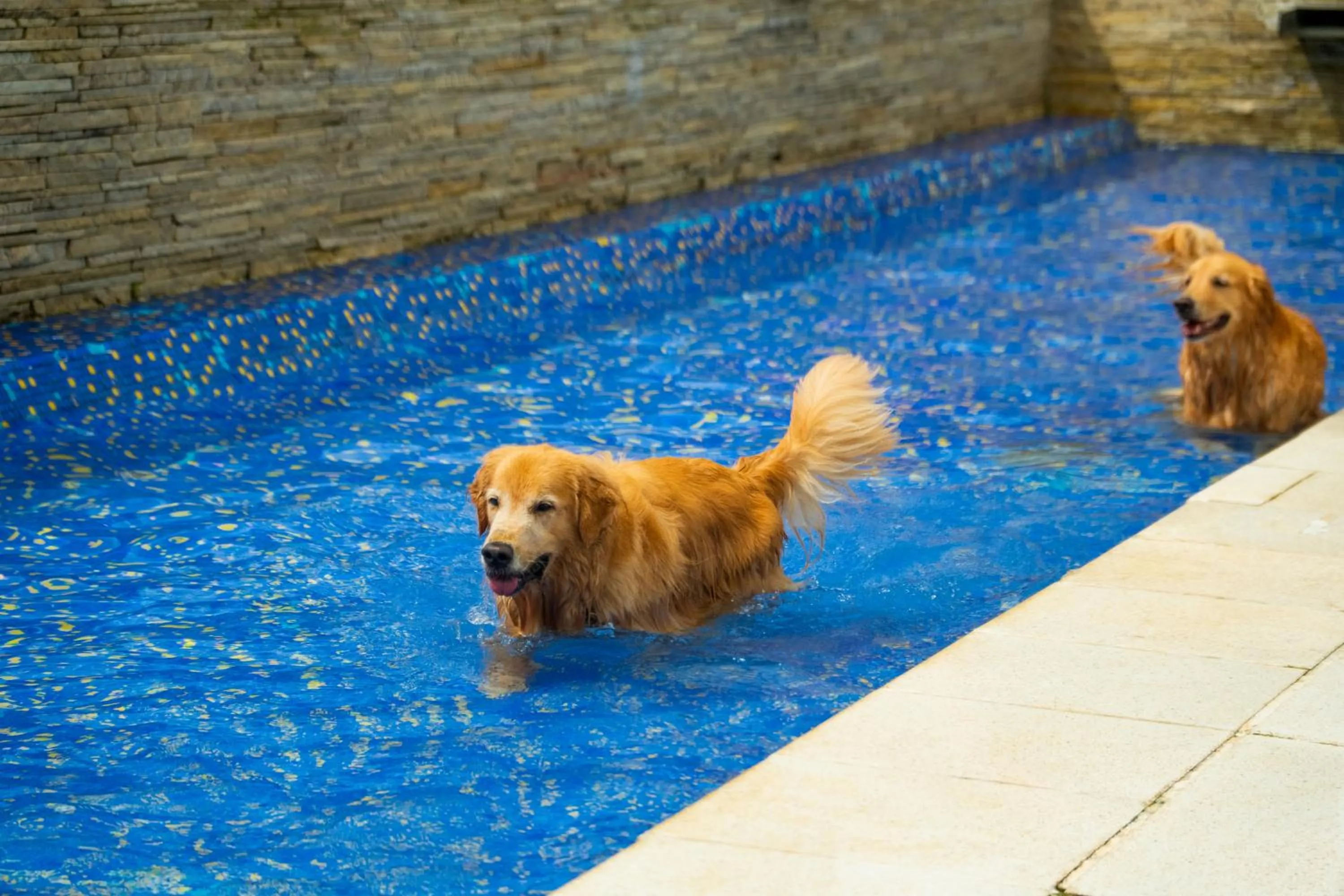 Pets in Surya-Pan Refúgio Hotel - Super Pet Friendly