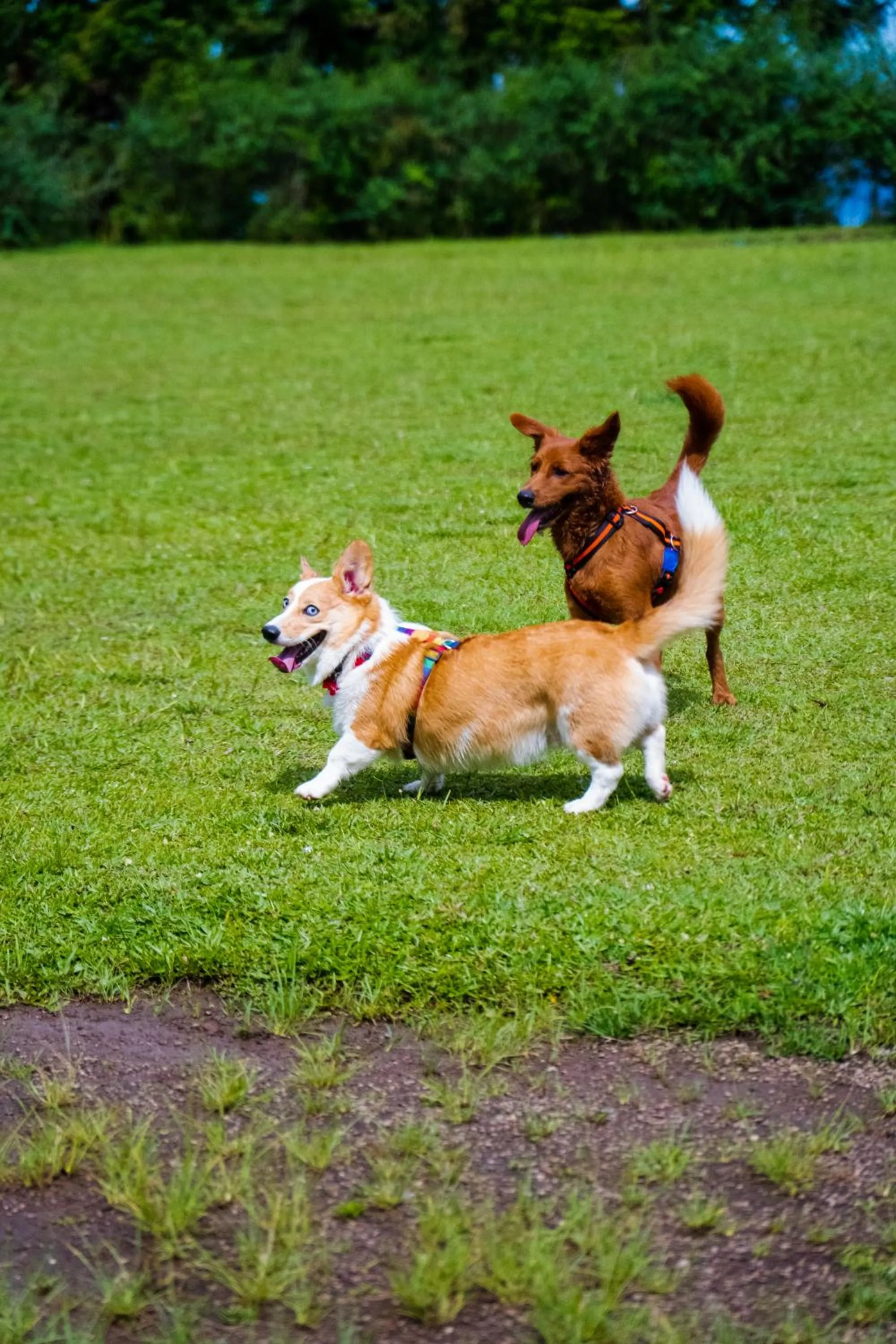 Day in Surya-Pan Refúgio Hotel - Super Pet Friendly