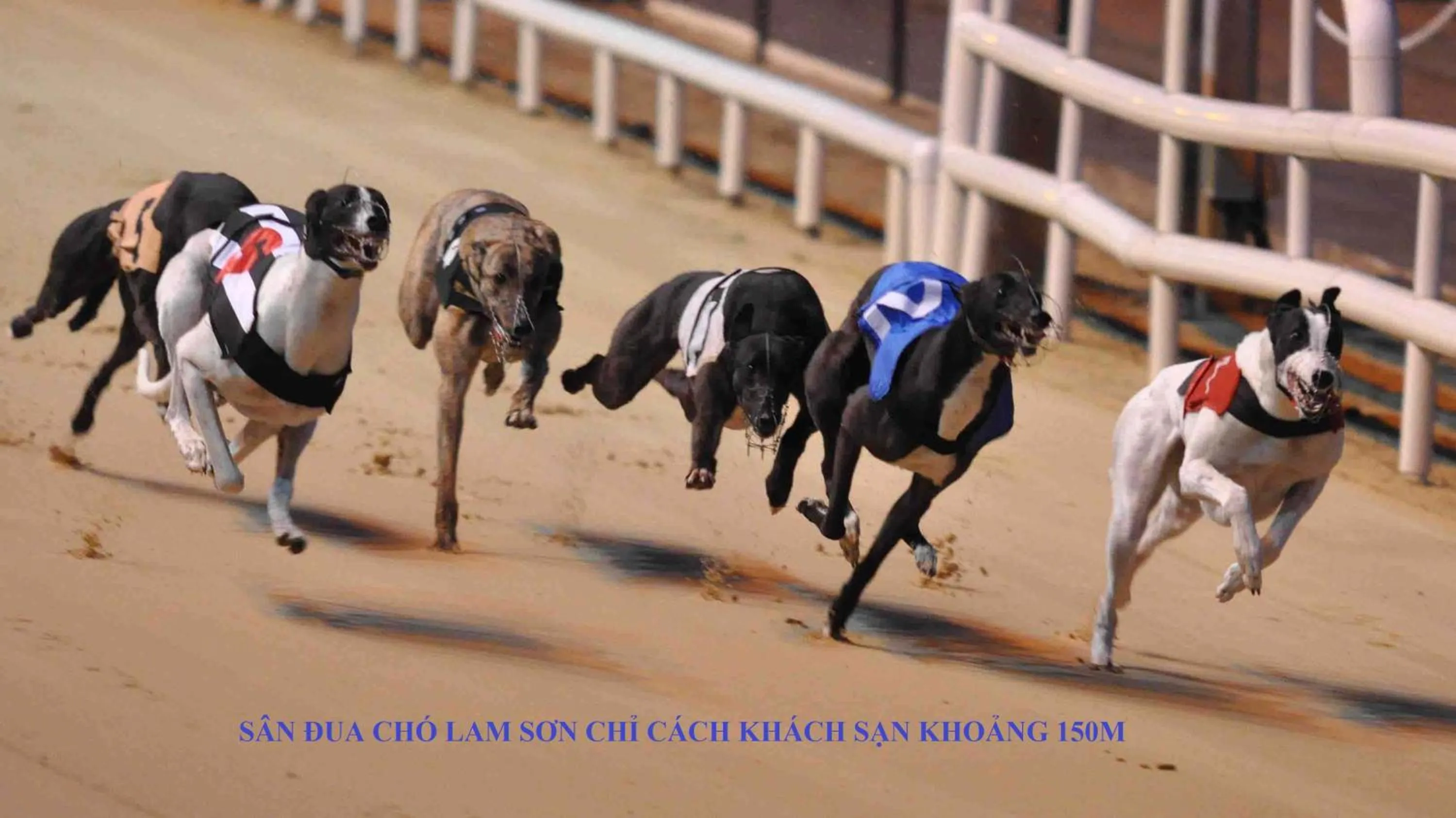 Evening entertainment in Lam Son Hotel