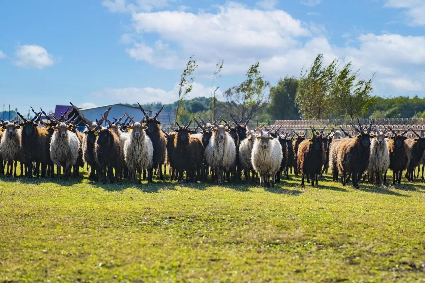 Day in Erdőspuszta Club Hotel Fenyves
