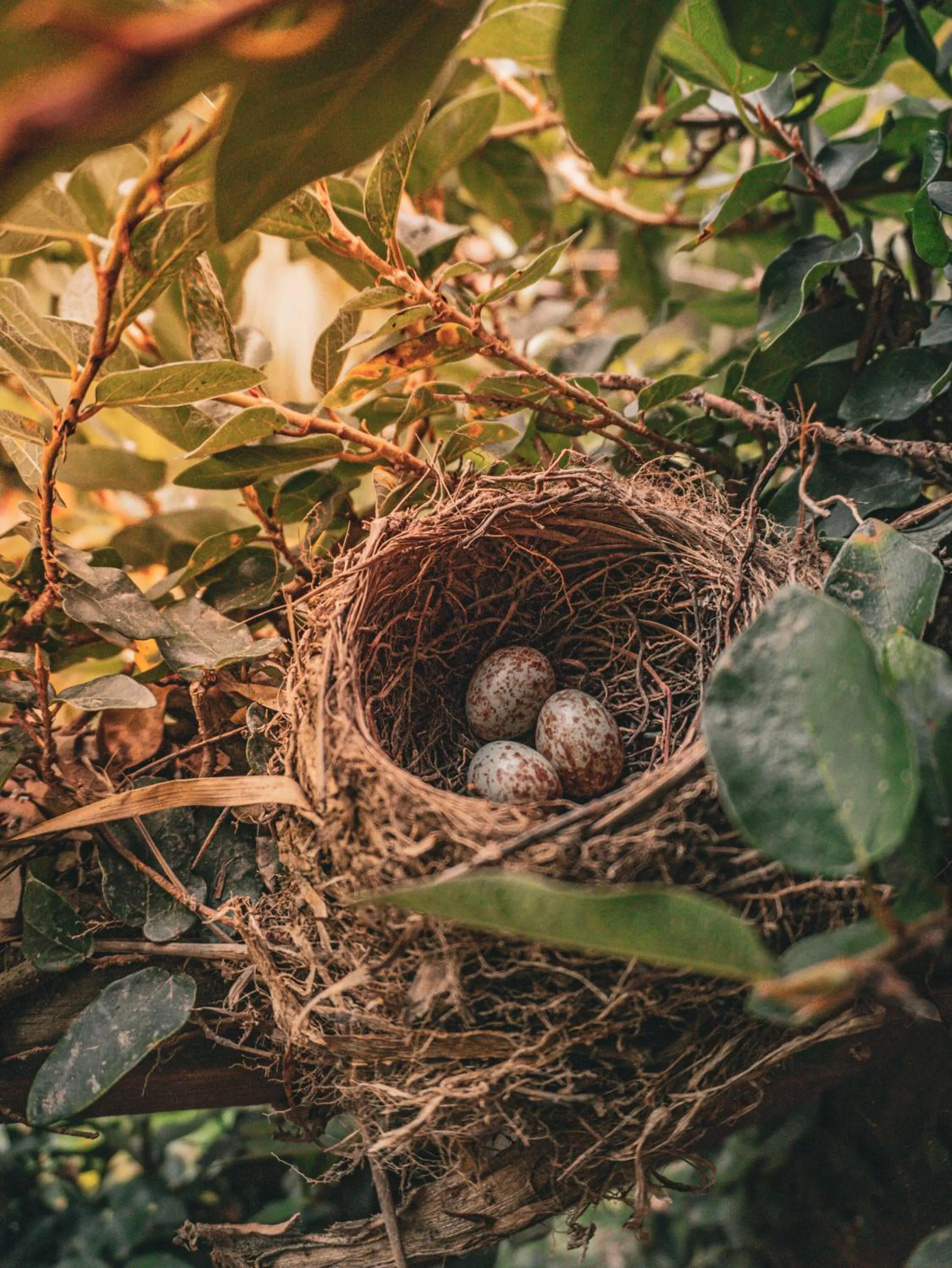 Animals in Portales del Tayrona Garden Hotel