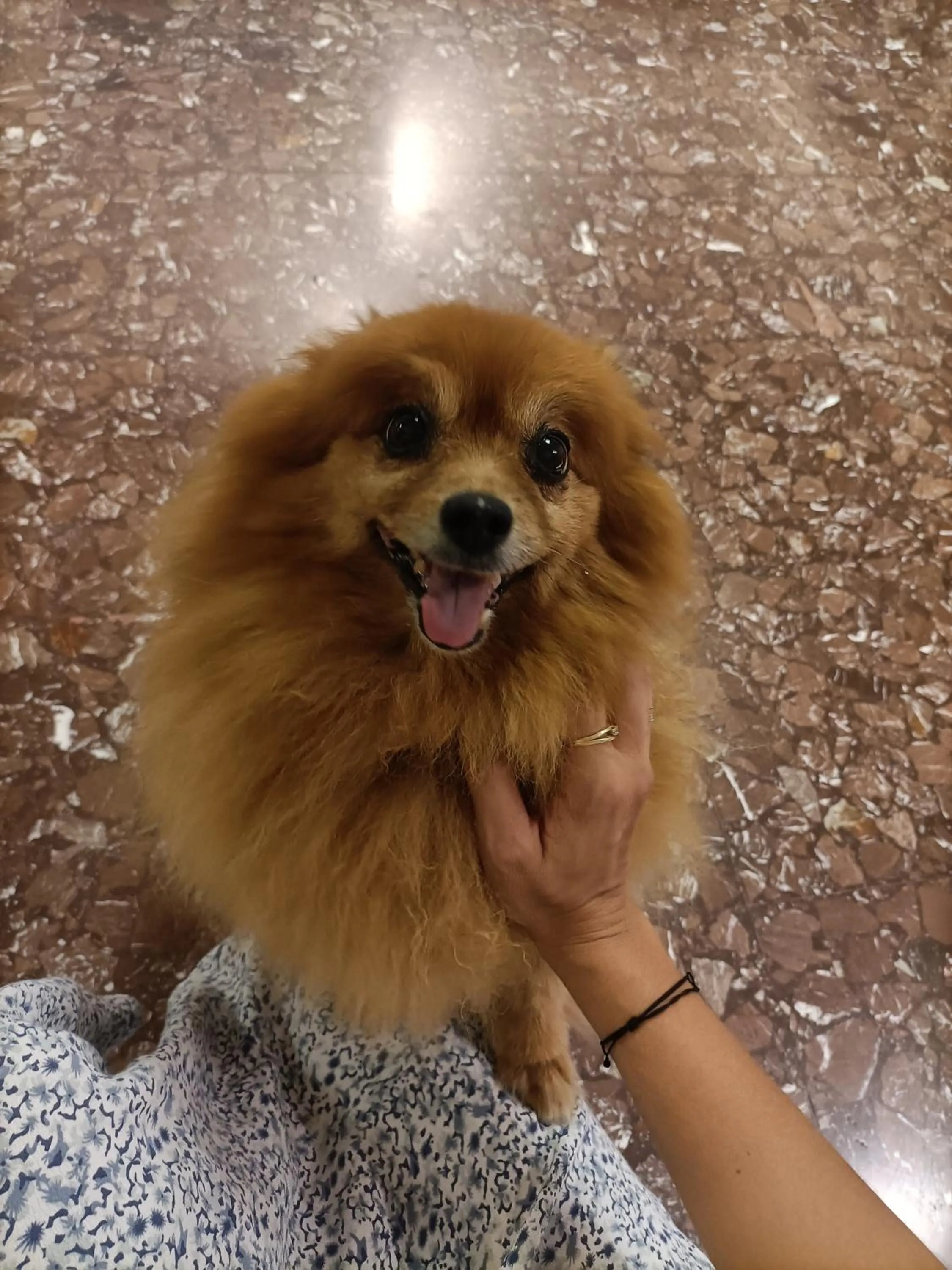 Pets in Hotel Ai Pini