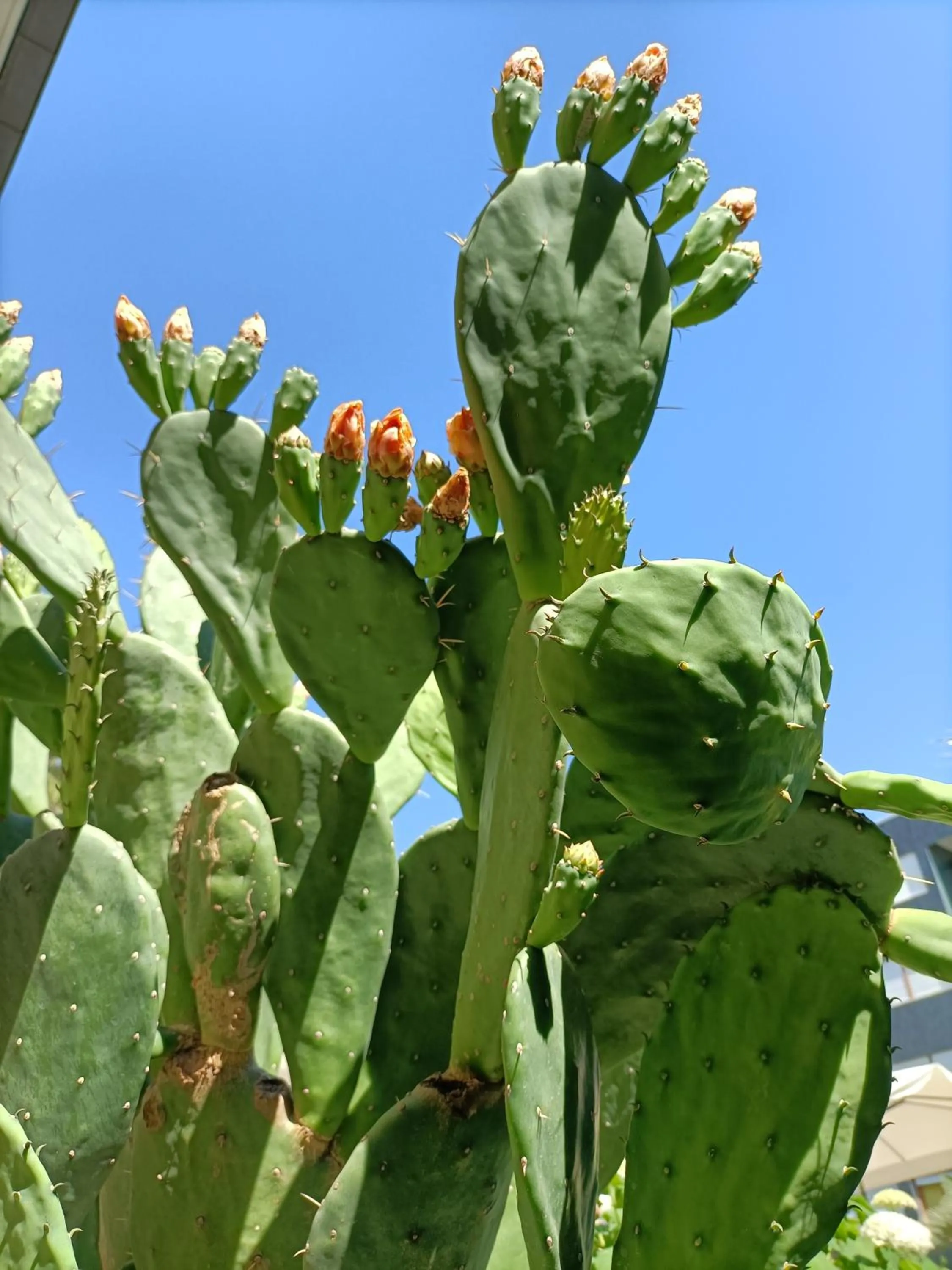 Garden in Hotel Ai Pini