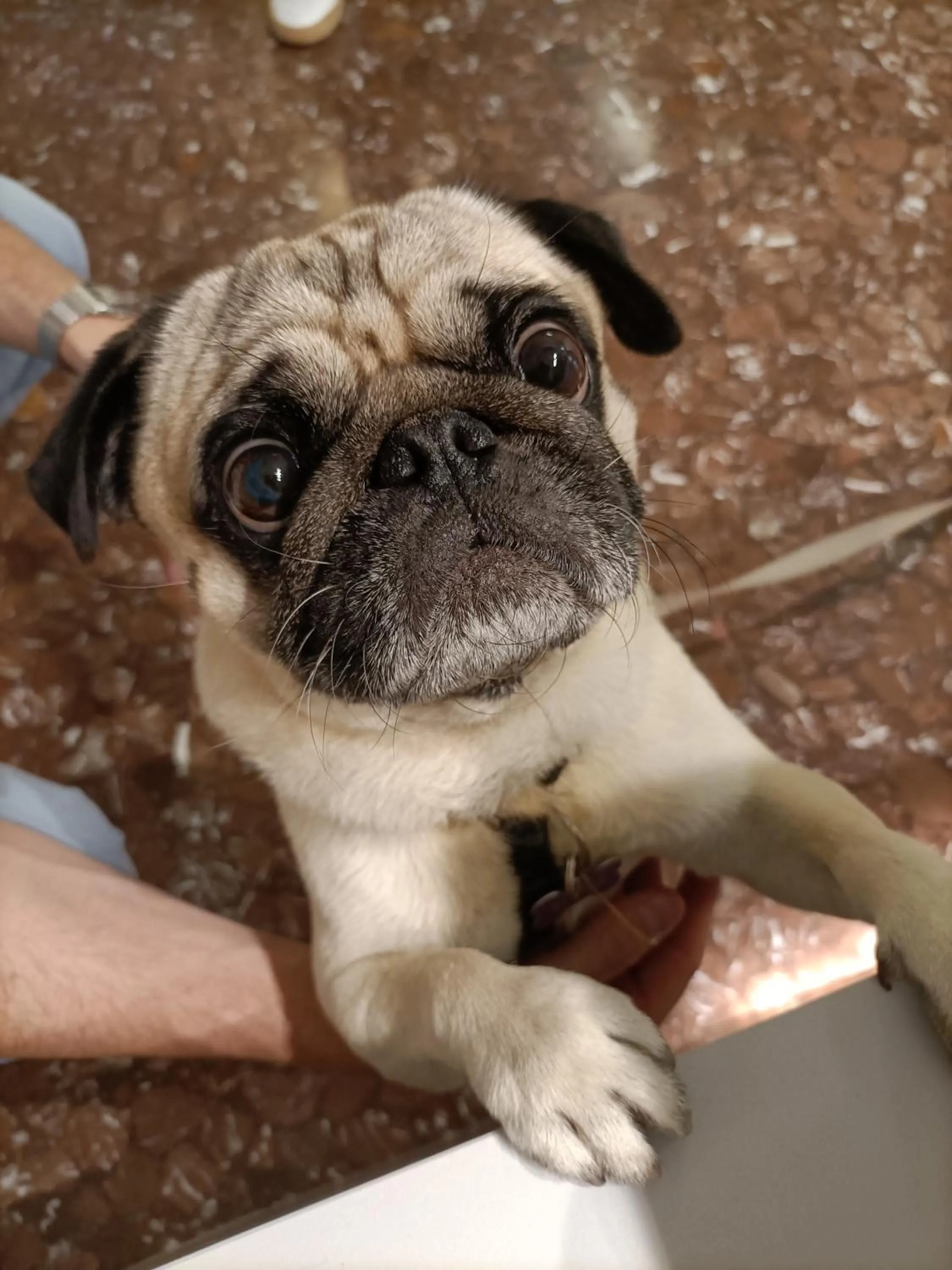 Pets in Hotel Ai Pini