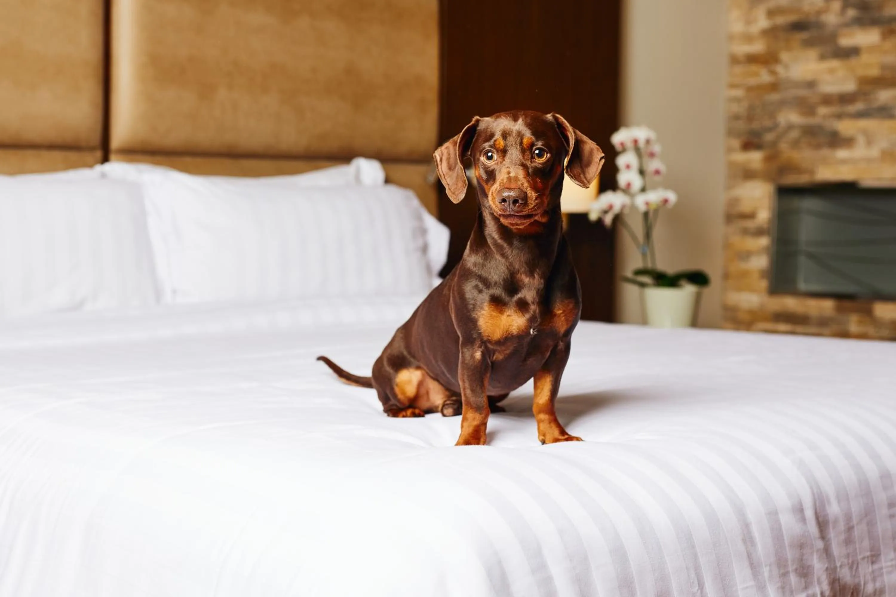 Guests in Manto Hotel Lima - MGallery Collection