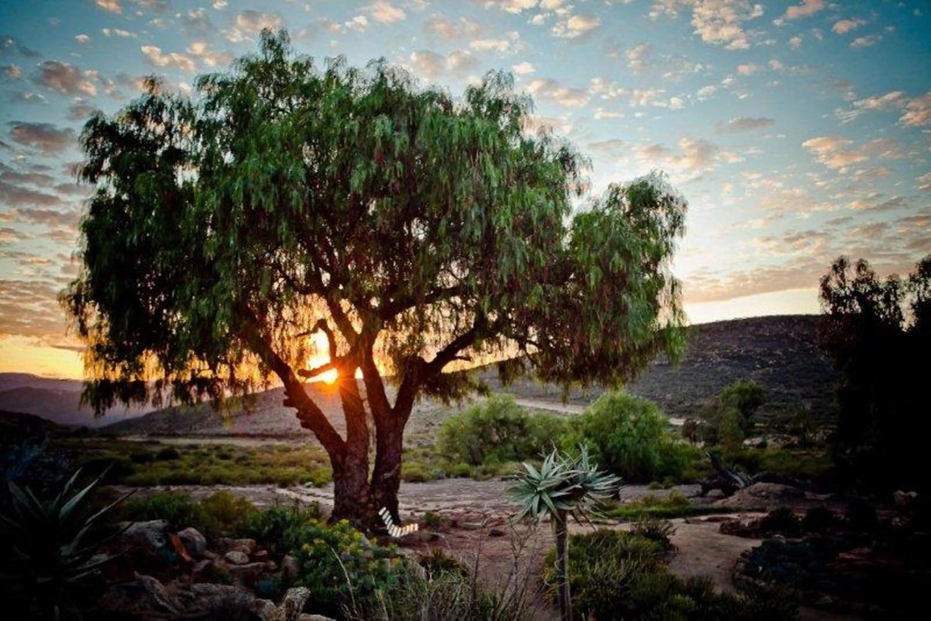 Natural landscape in Naries Namakwa Retreat
