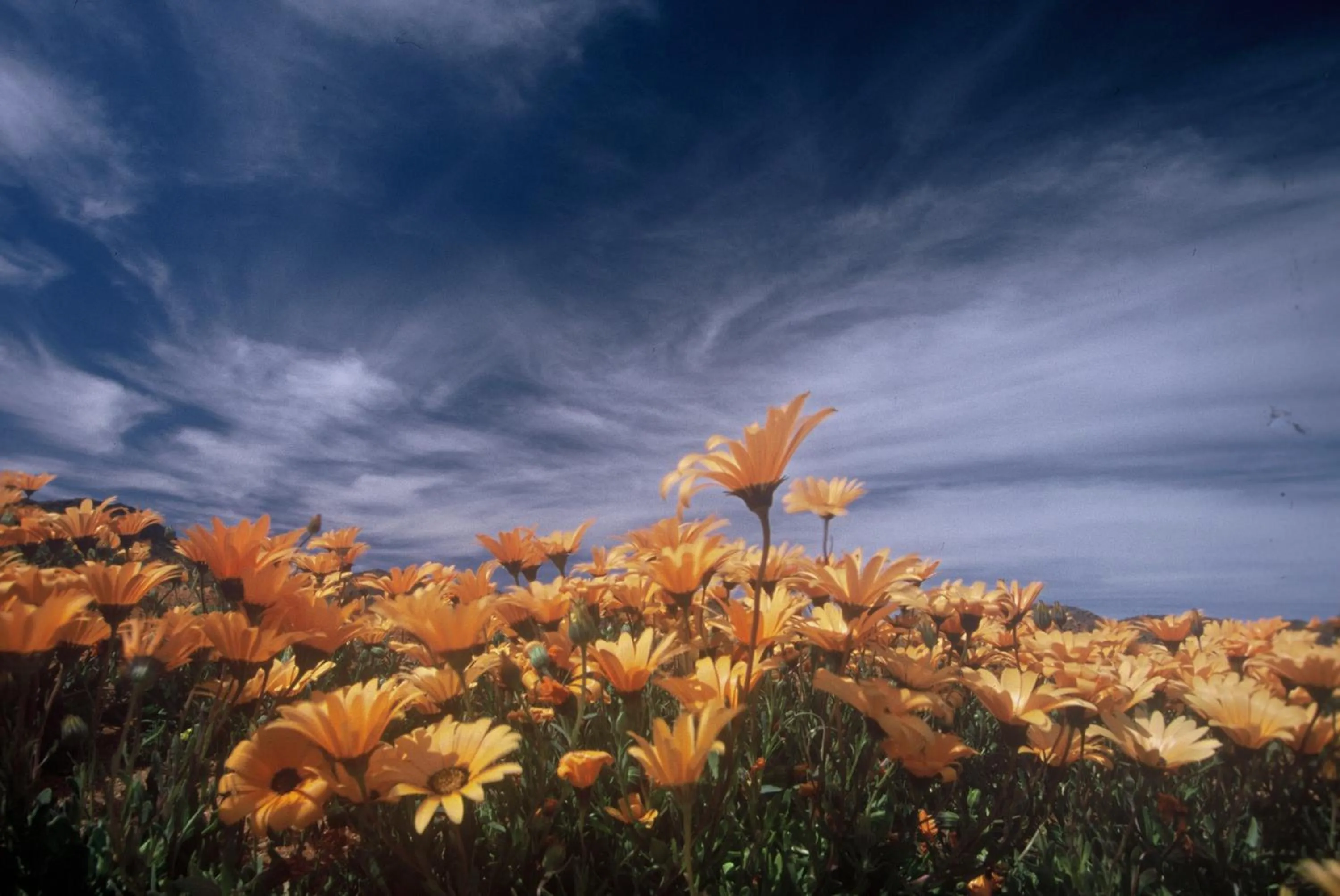 Spring in Naries Namakwa Retreat