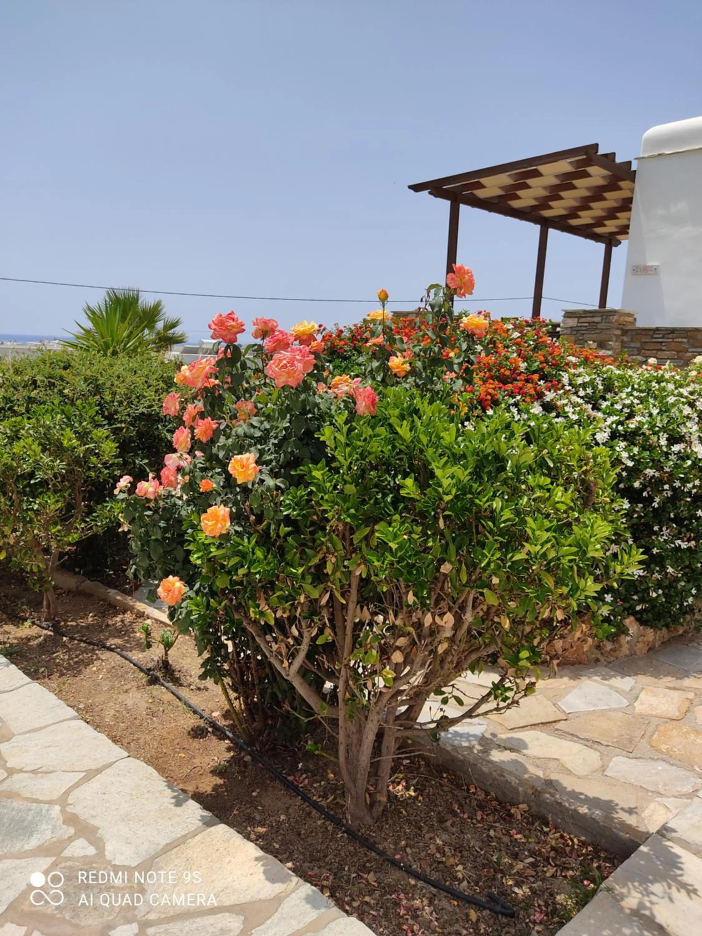 Garden in Aigaio Studios tinos