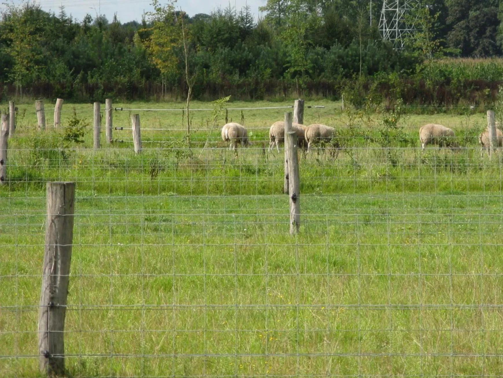 Garden in Antonius Hoeve