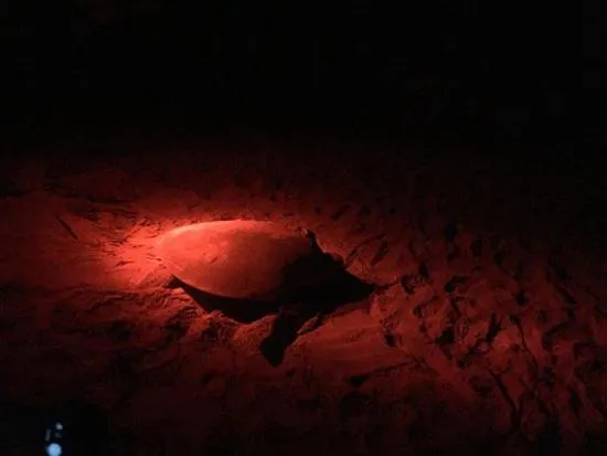 Activities in Turtle Paradise