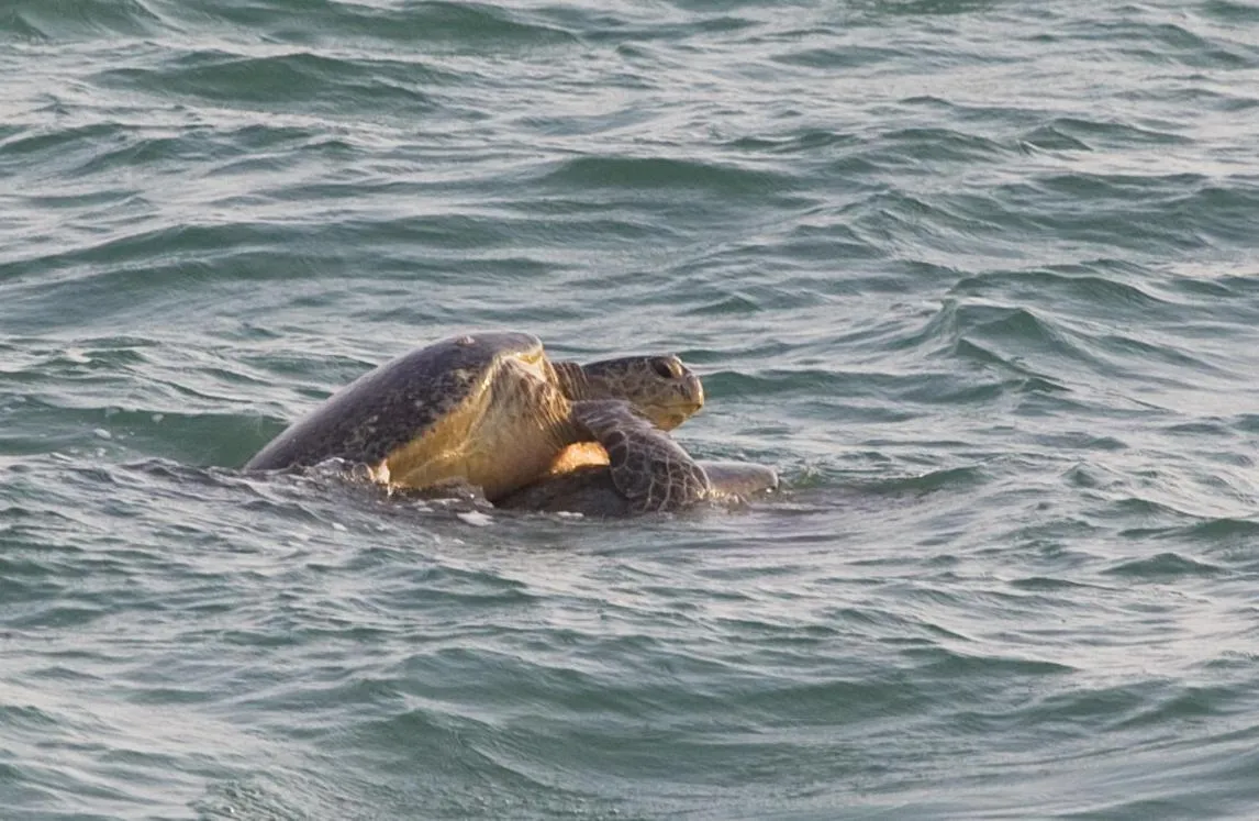 Activities in Turtle Paradise