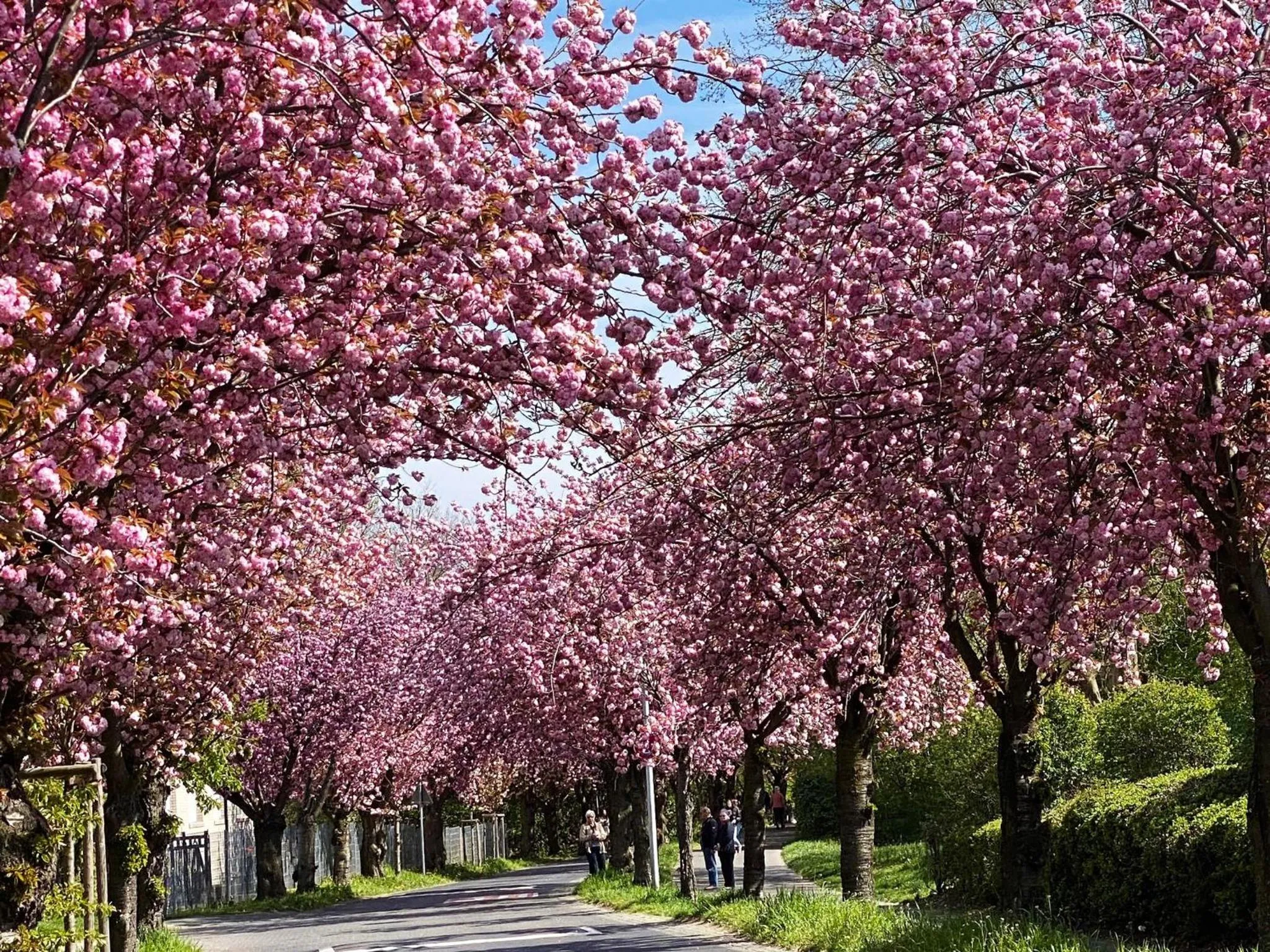 Other in the niu Fusion