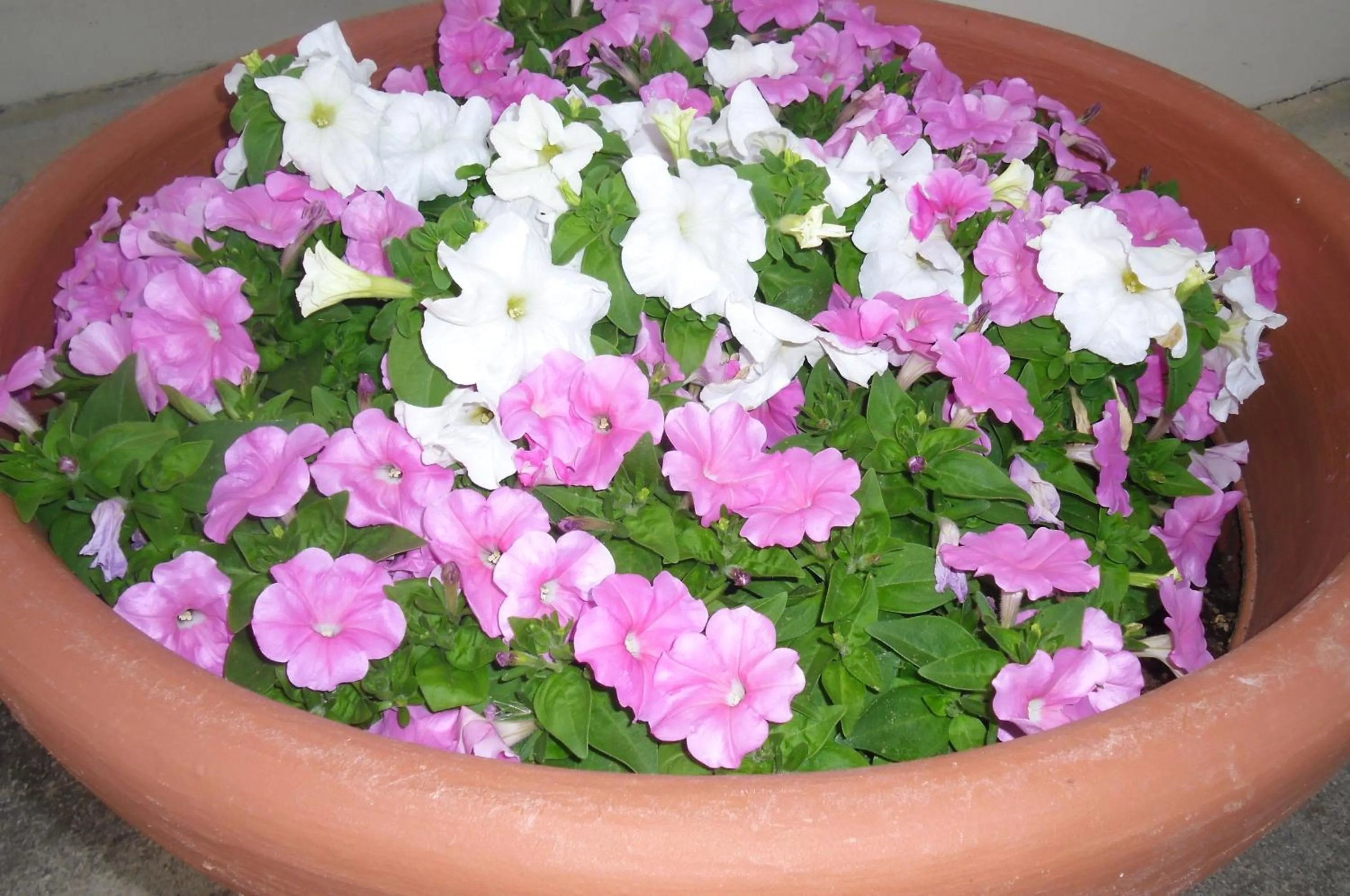 Other in Villa Laura Residence Hotel Apartments & Studios