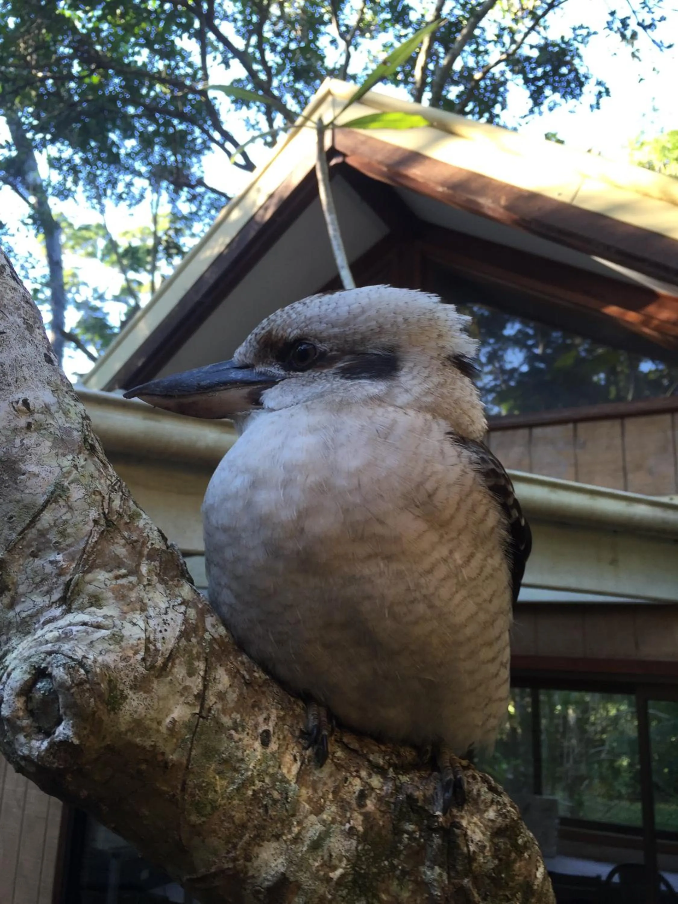 Garden in Byron Bay Rainforest Resort