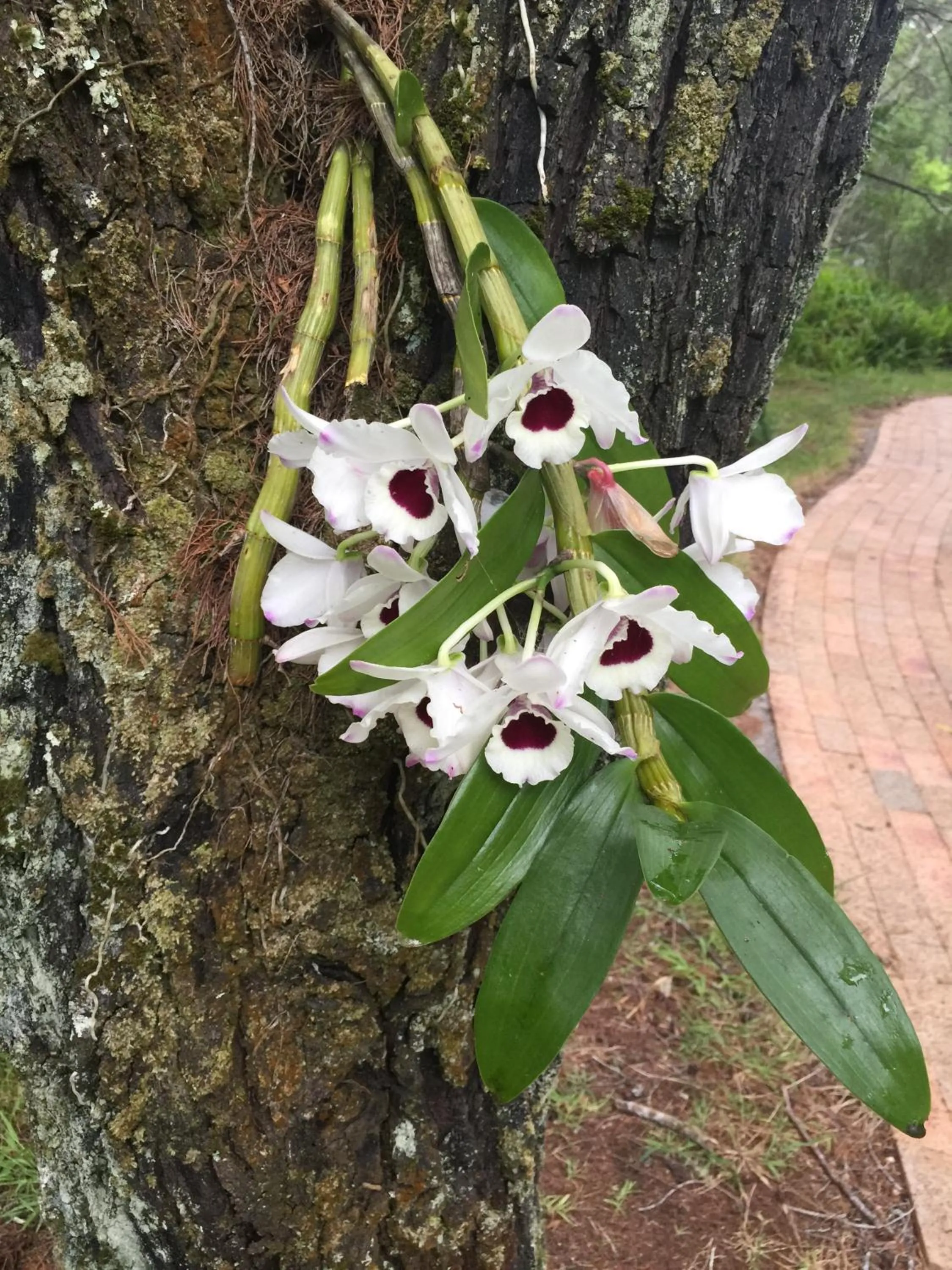 Garden in Byron Bay Rainforest Resort