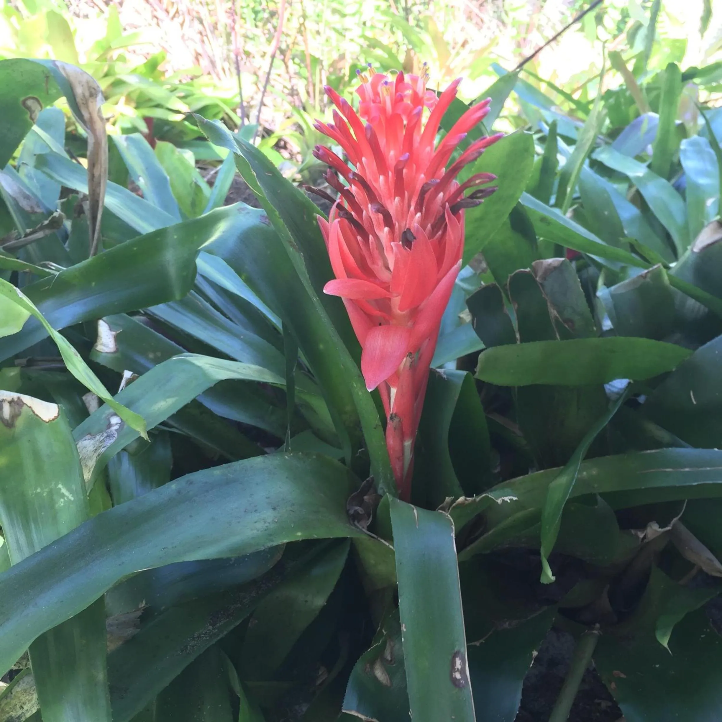 Garden in Byron Bay Rainforest Resort