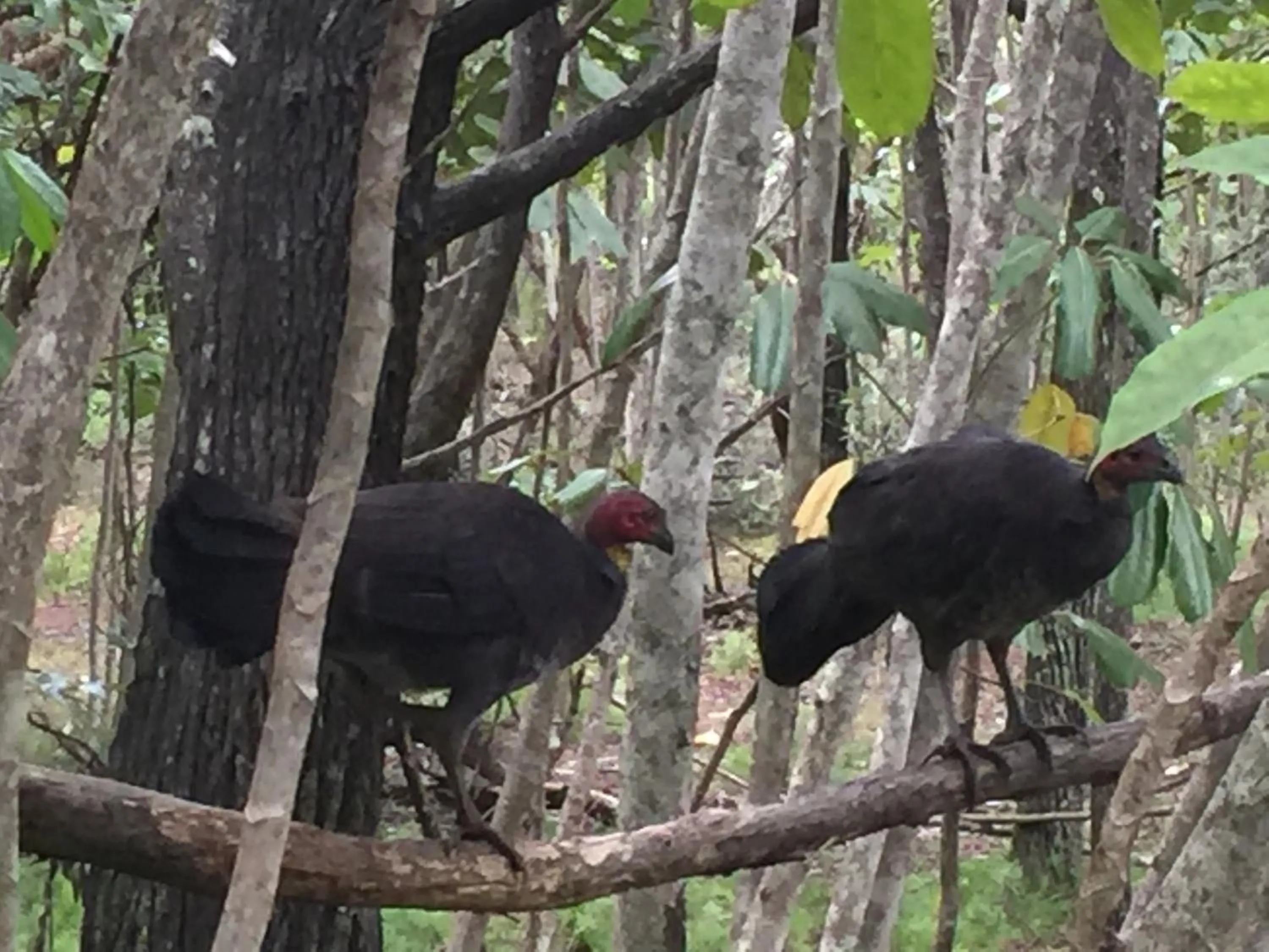 Animals in Byron Bay Rainforest Resort