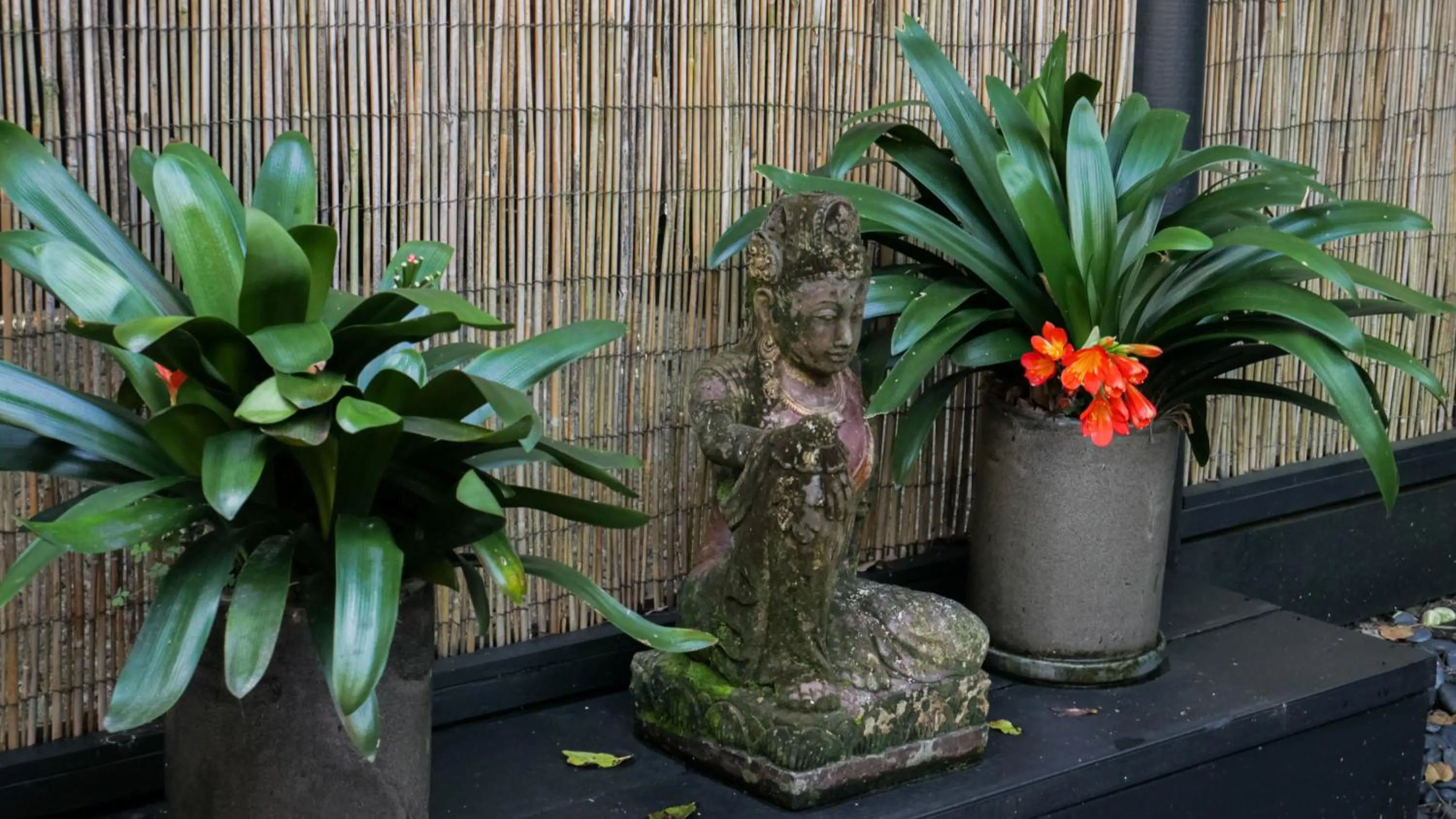 Garden in Shambhala @ Byron