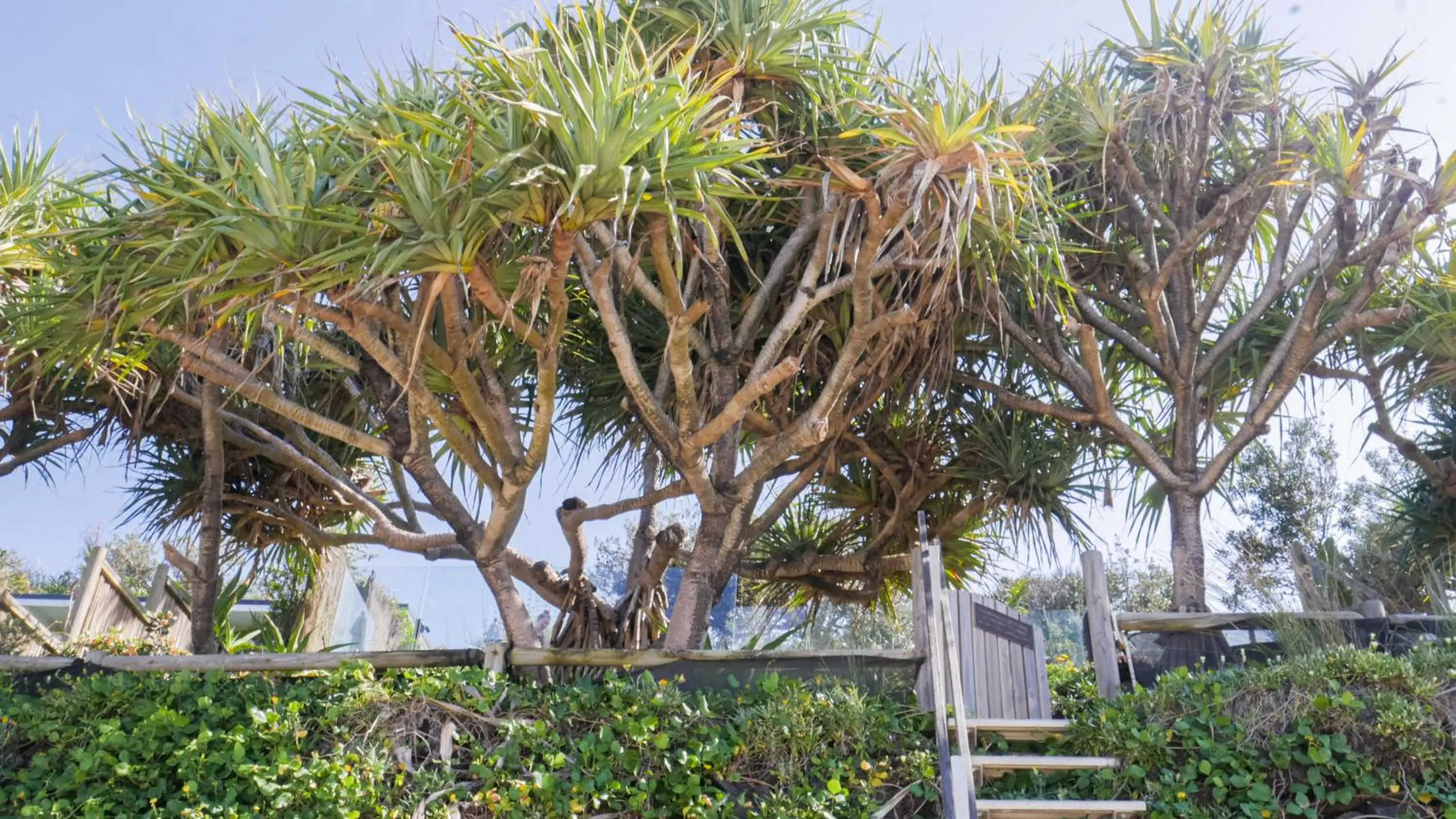 Day in Shambhala @ Byron