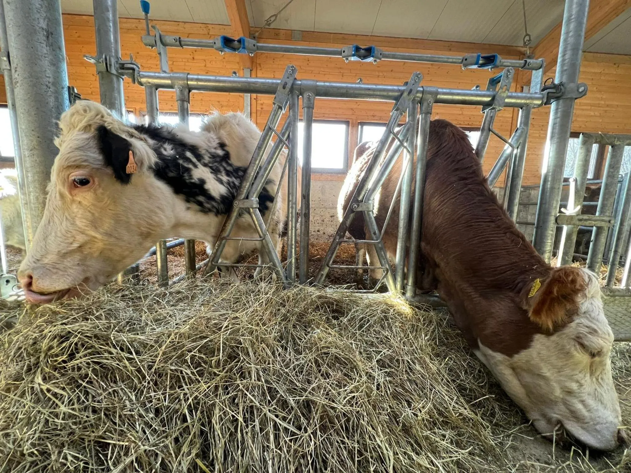 Animals in Hotel Belvedere Wellness&SPA