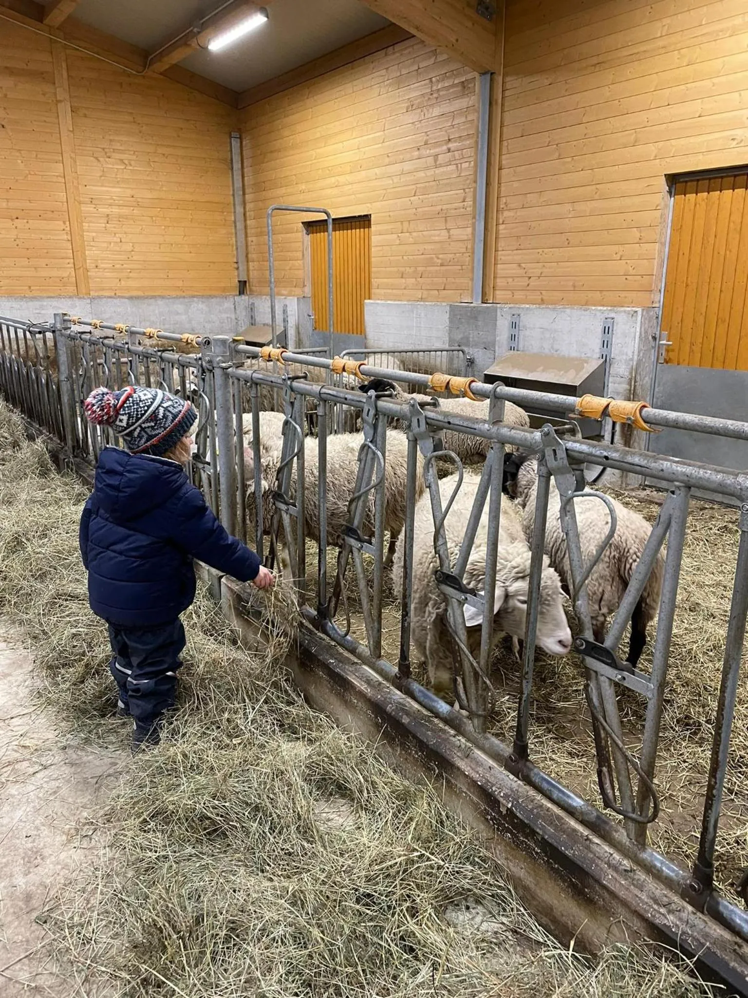 Animals in Hotel Belvedere Wellness&SPA