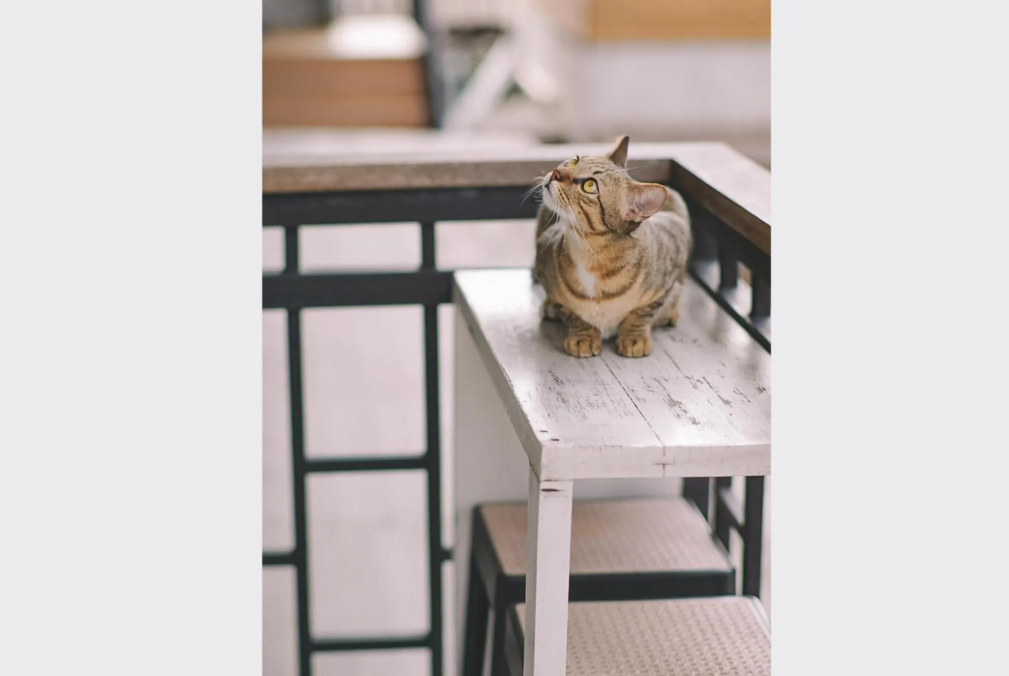 Staff in Sleepy House Chiang Rai