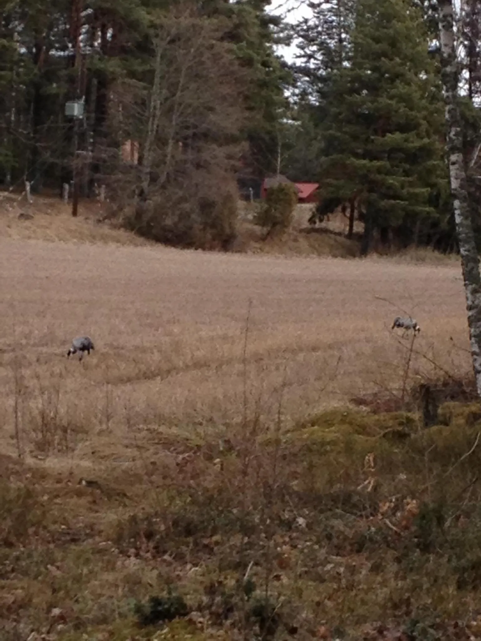 Animals in Hotel Stallbacken Nagu