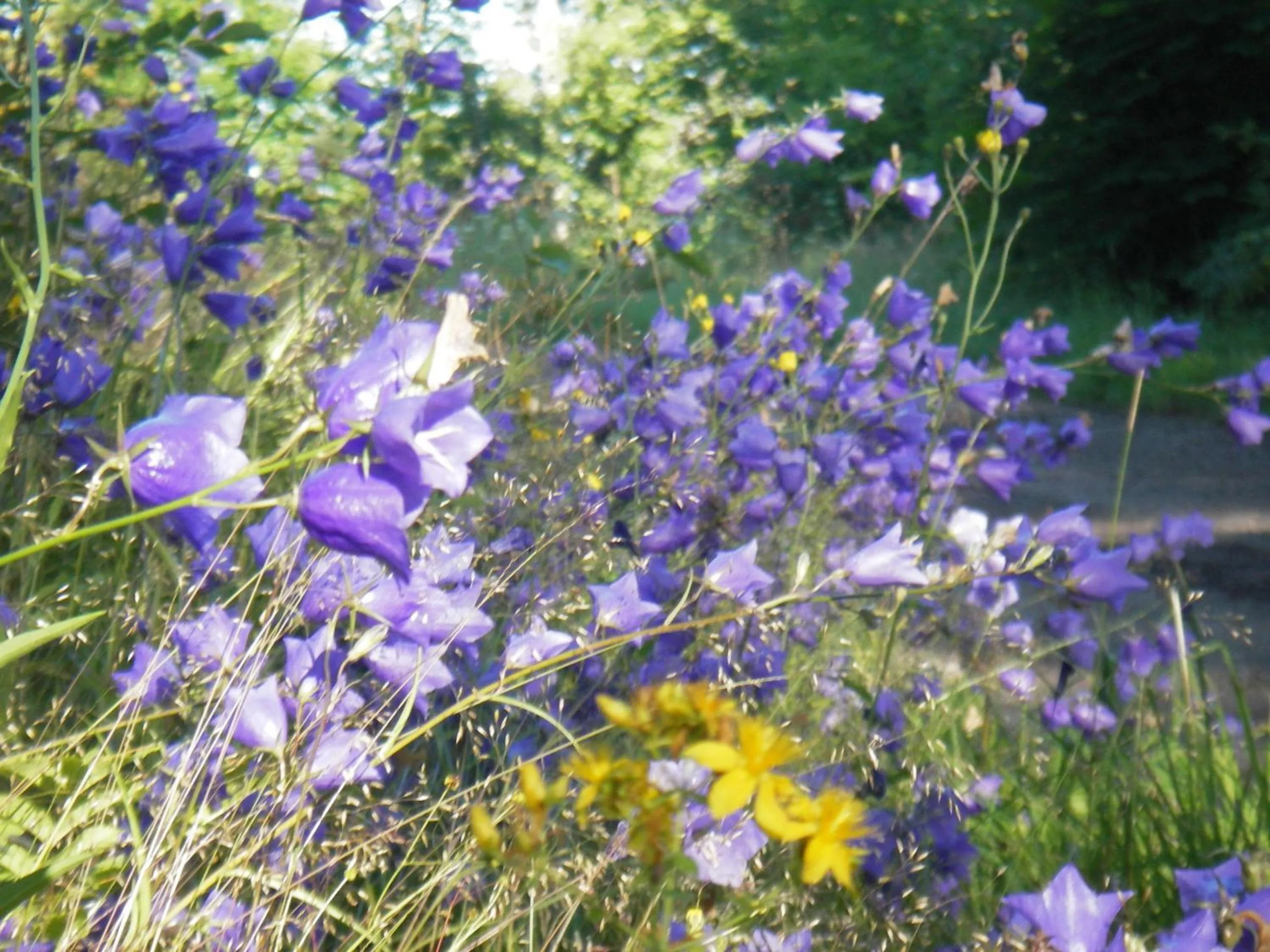 Garden in Hotel Stallbacken Nagu