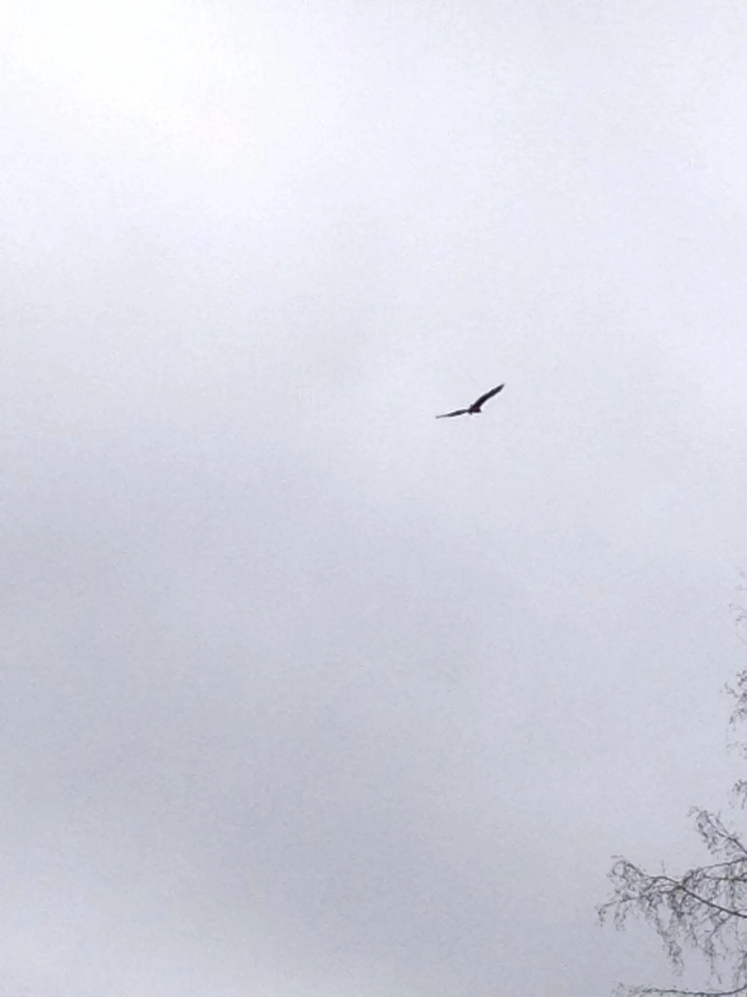 Animals in Hotel Stallbacken Nagu