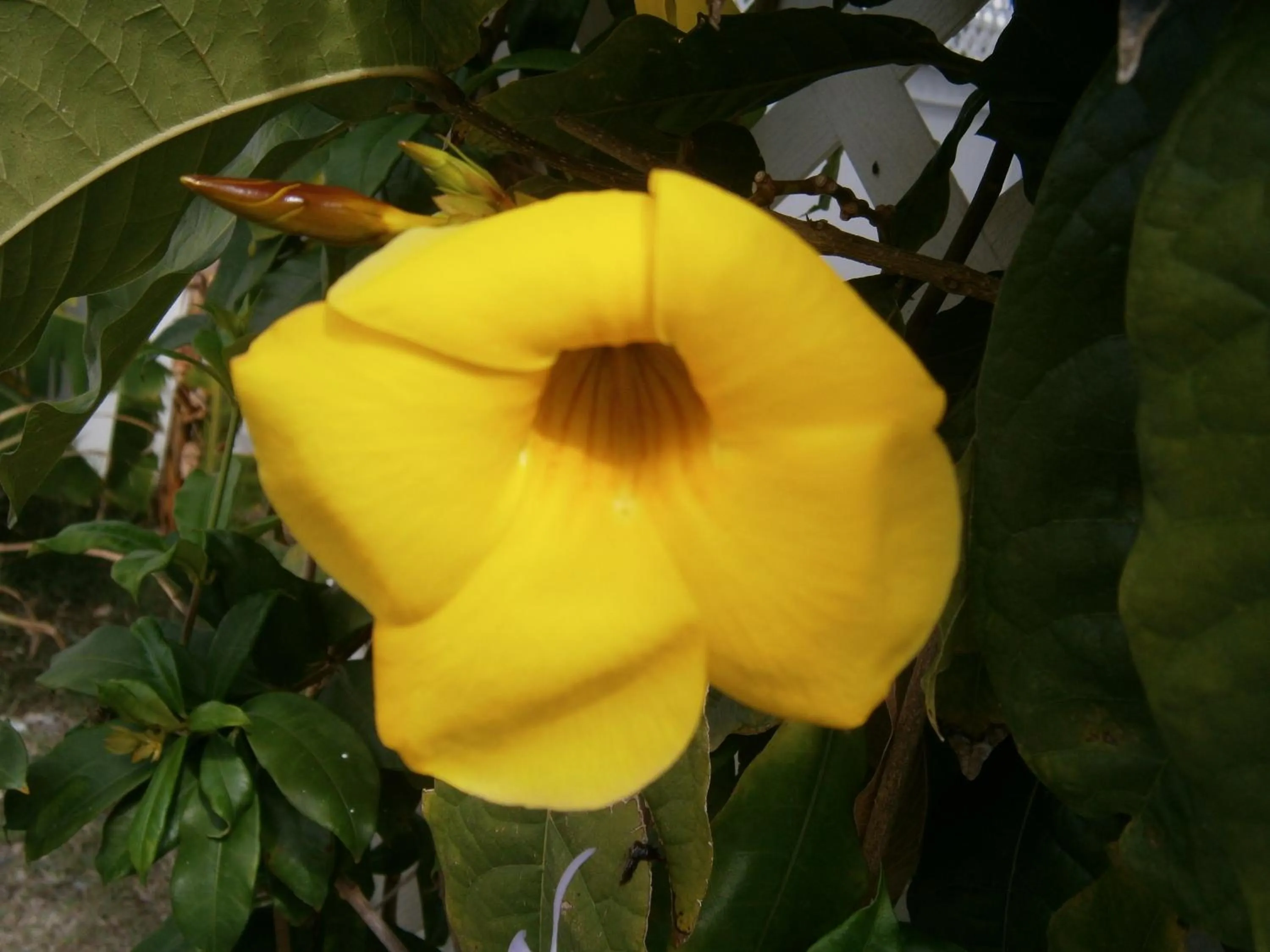 Decorative detail in L'Esperance Hotel