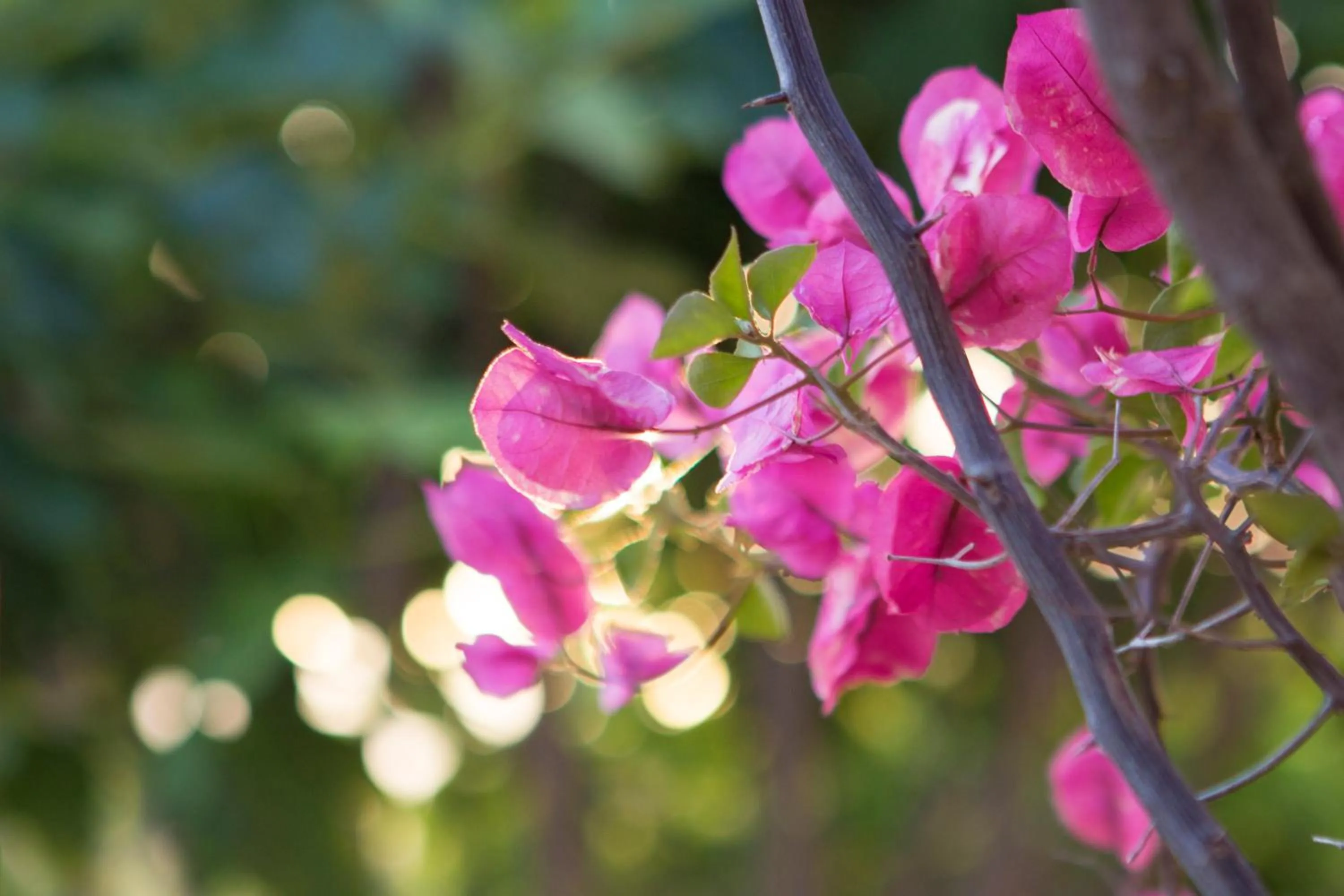 Garden in Hotel Cortijo del Arte - Caminito del Rey