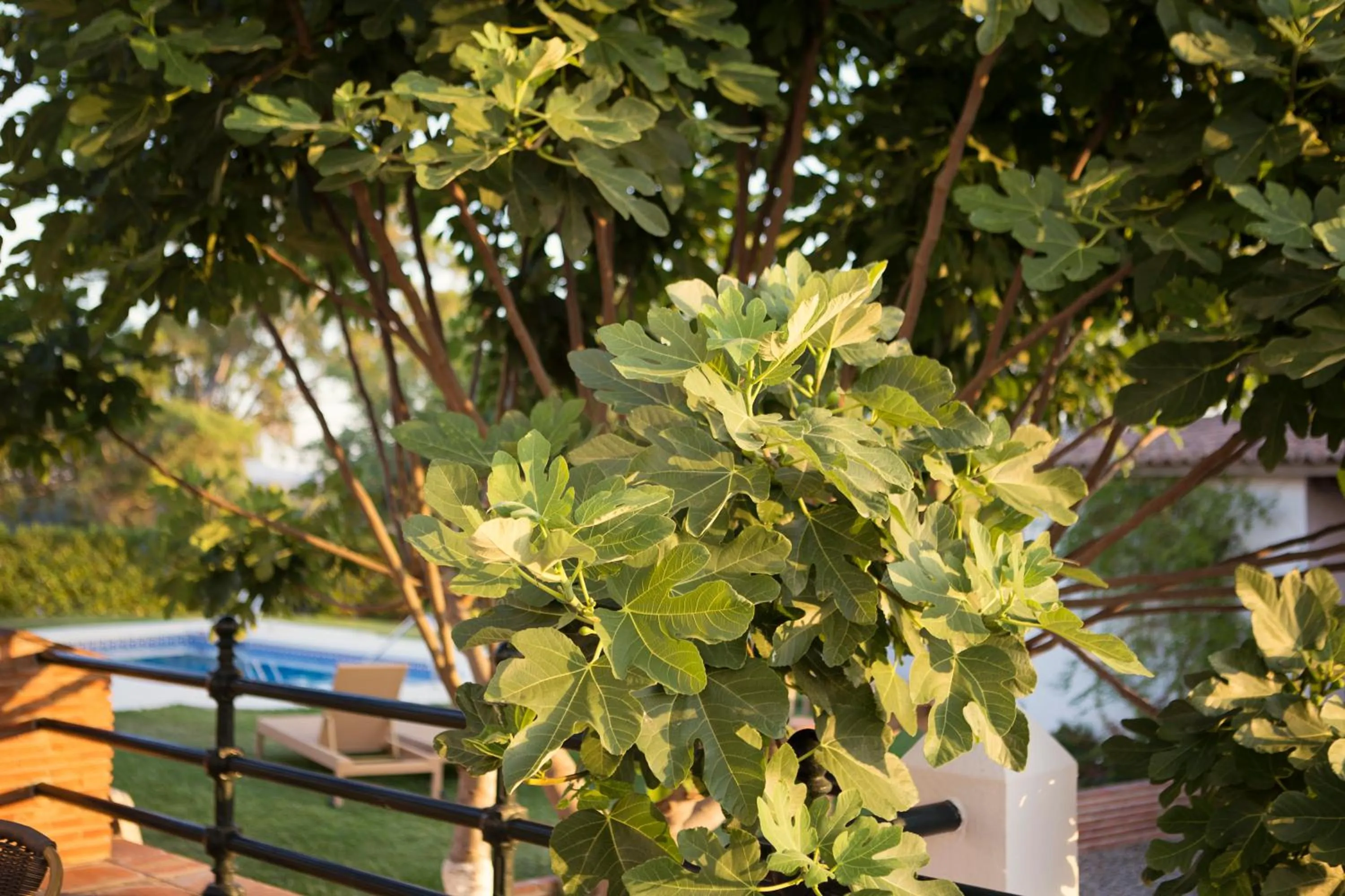 Garden in Hotel Cortijo del Arte - Caminito del Rey