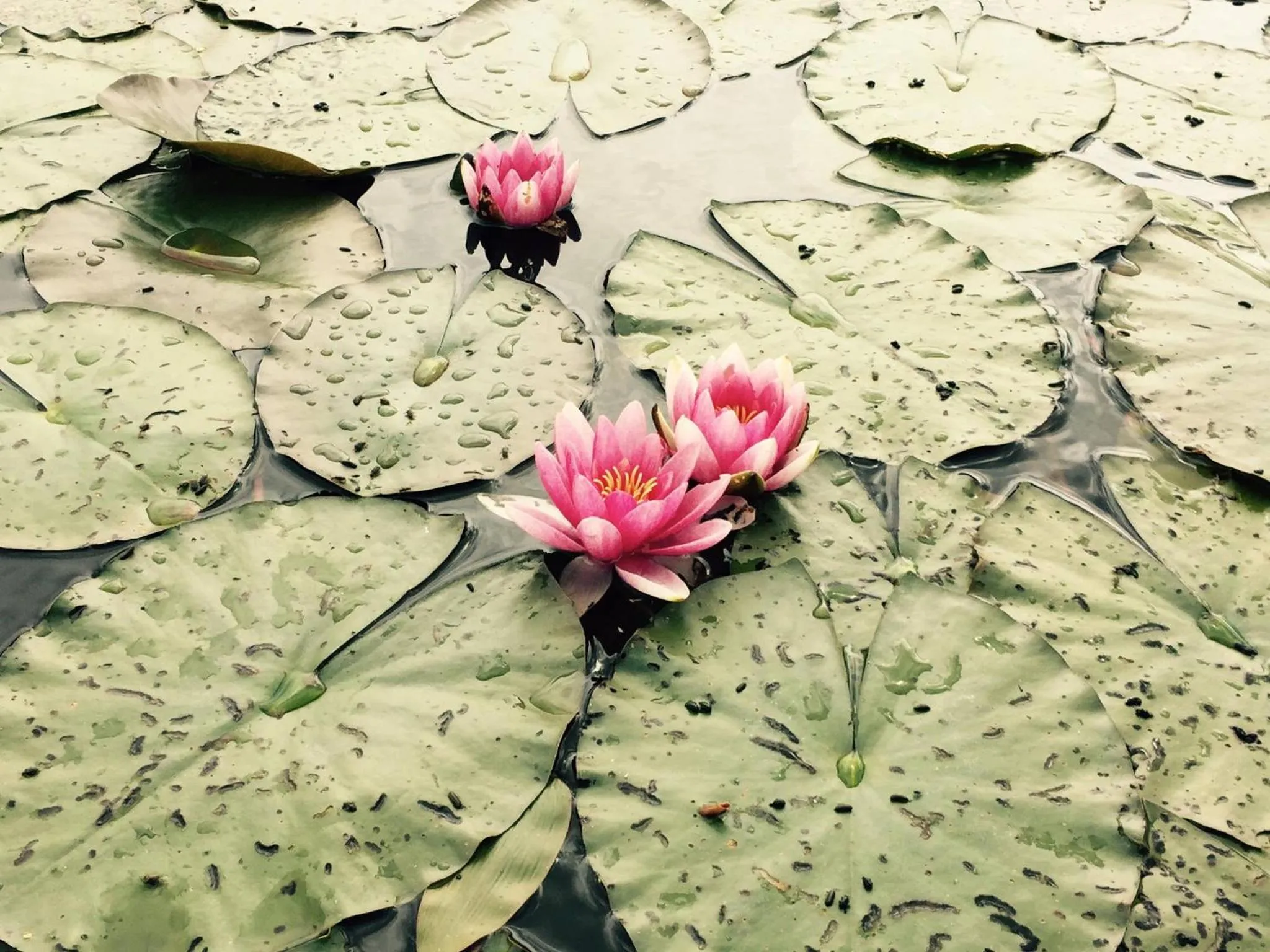 Garden in Mustion Linna / Svartå Manor
