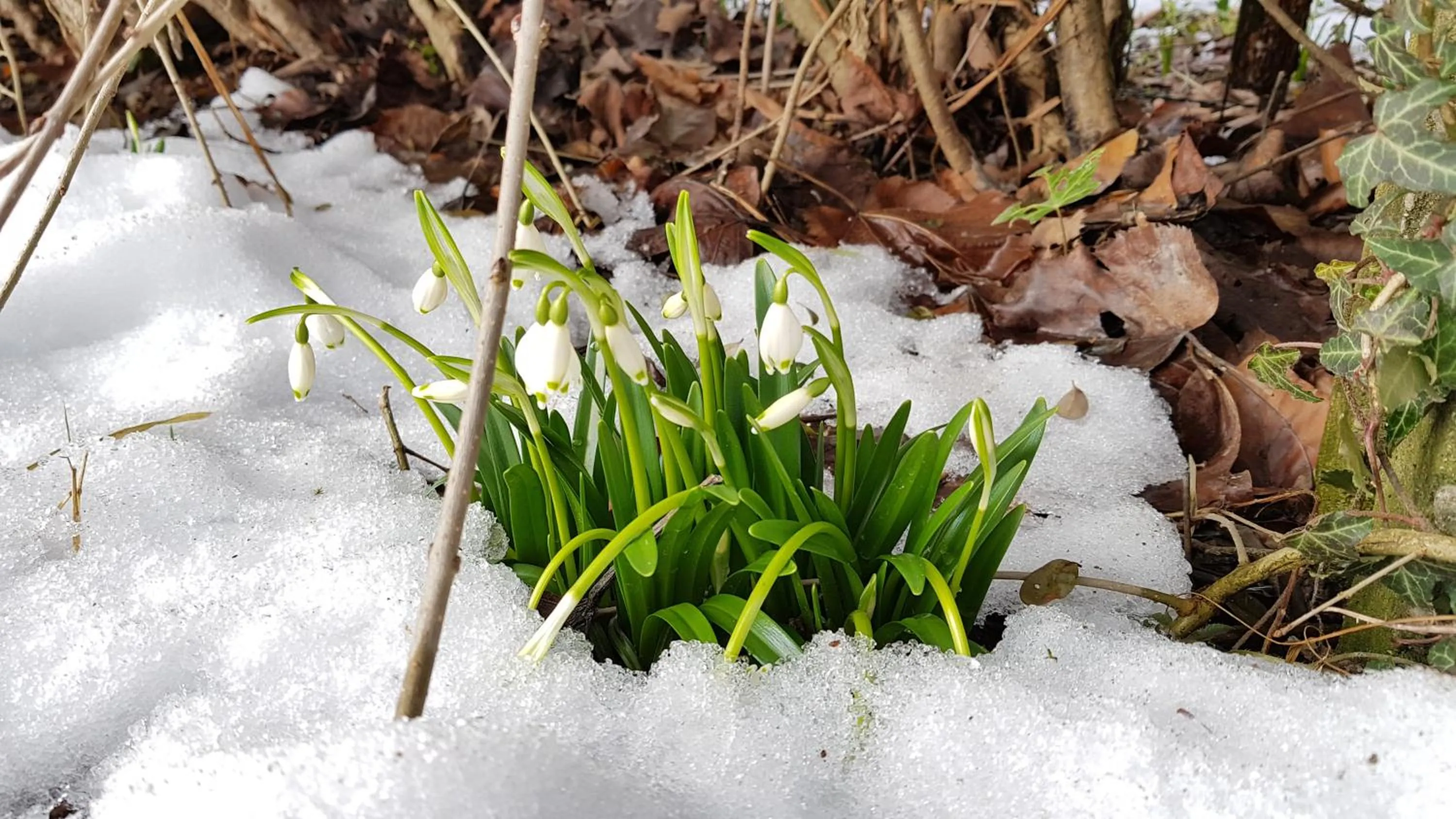 Spring in The Little Guesthouse