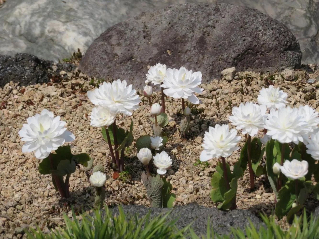 Spring in Kashoutei Hanaya