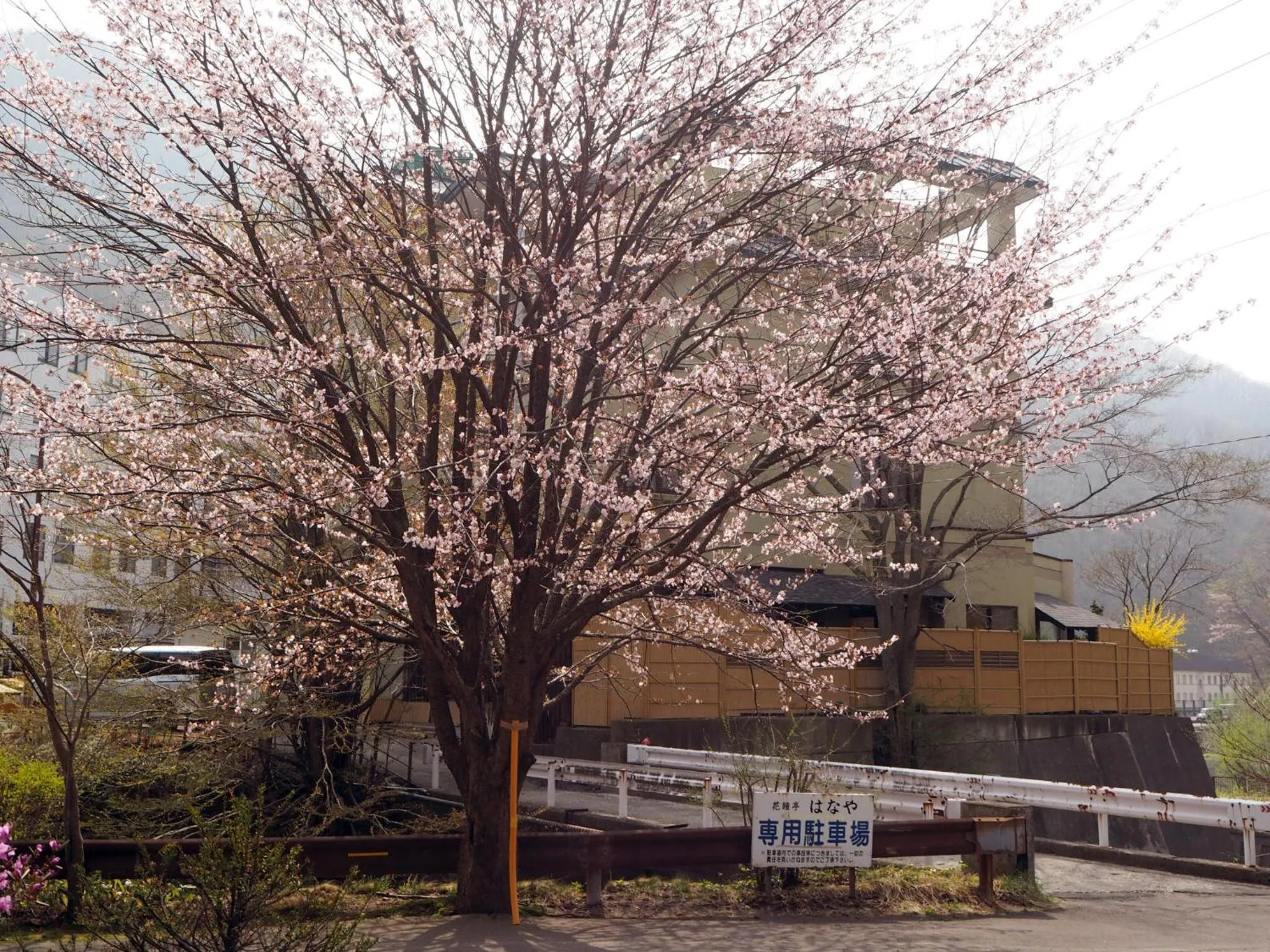 Spring in Kashoutei Hanaya