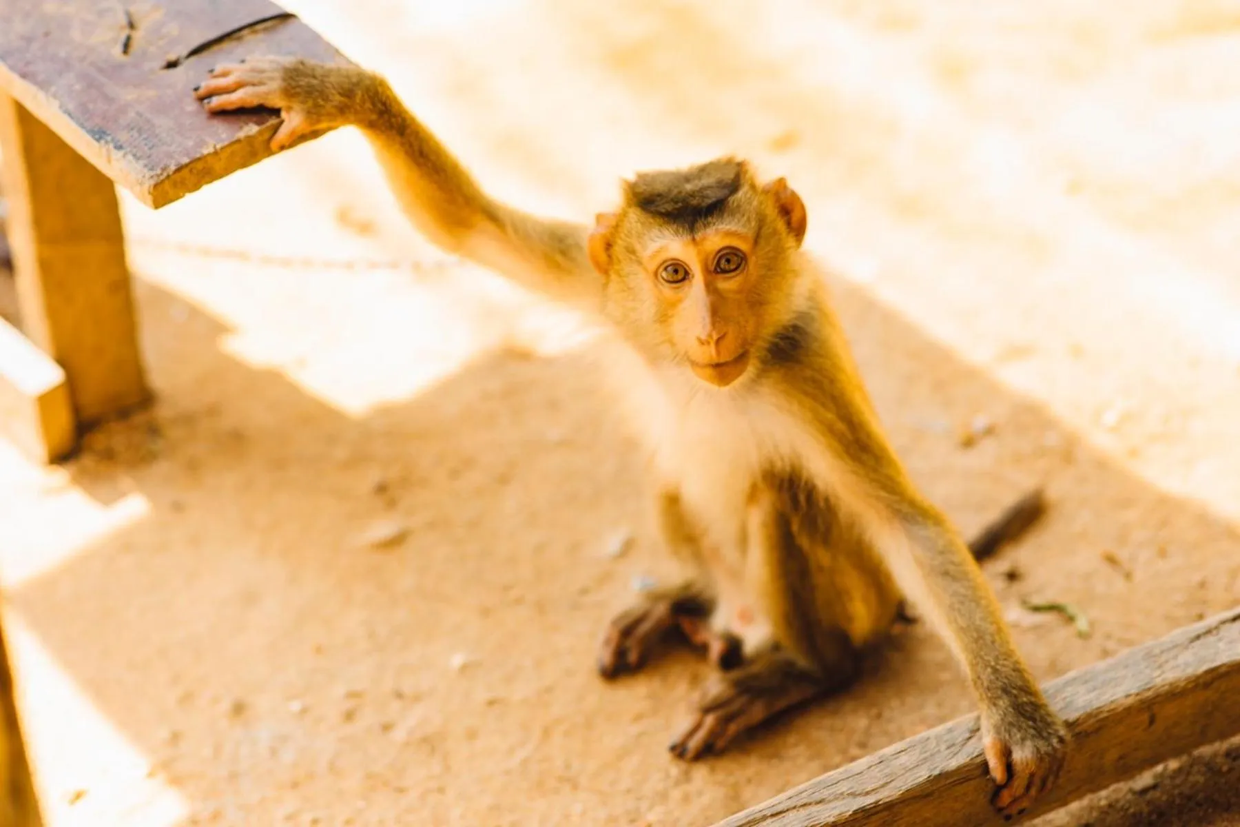 View (from property/room) in The Beach Samui