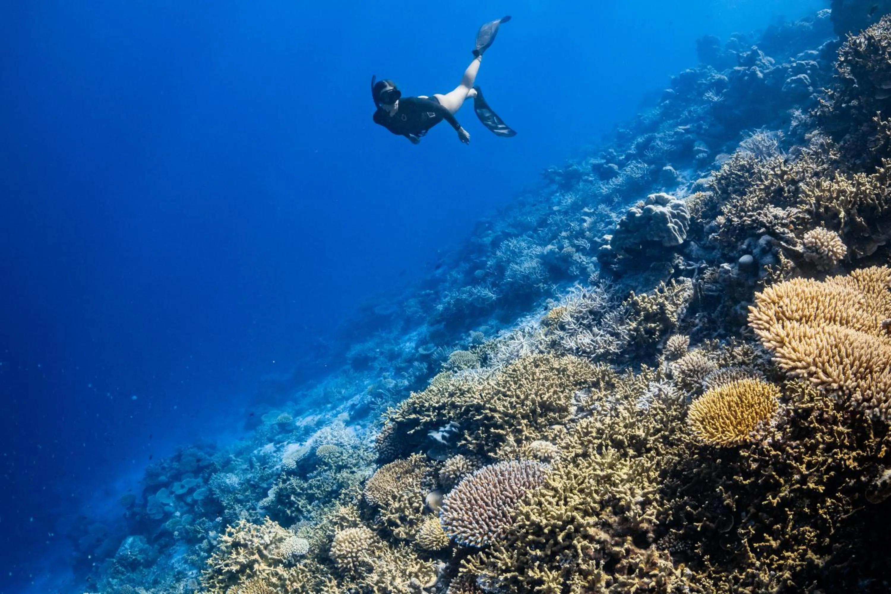 Diving in Park Hyatt Maldives Hadahaa