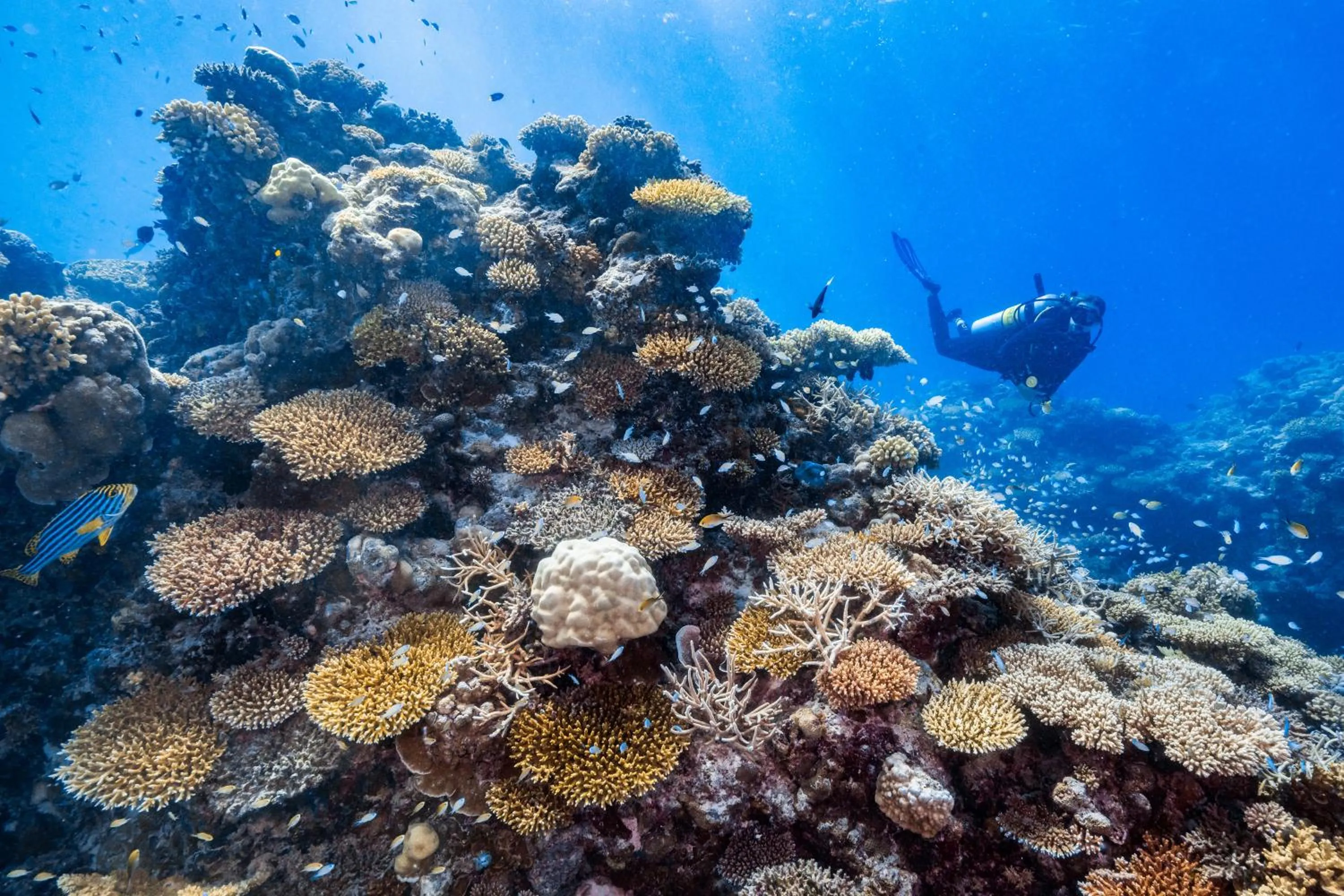 Diving in Park Hyatt Maldives Hadahaa