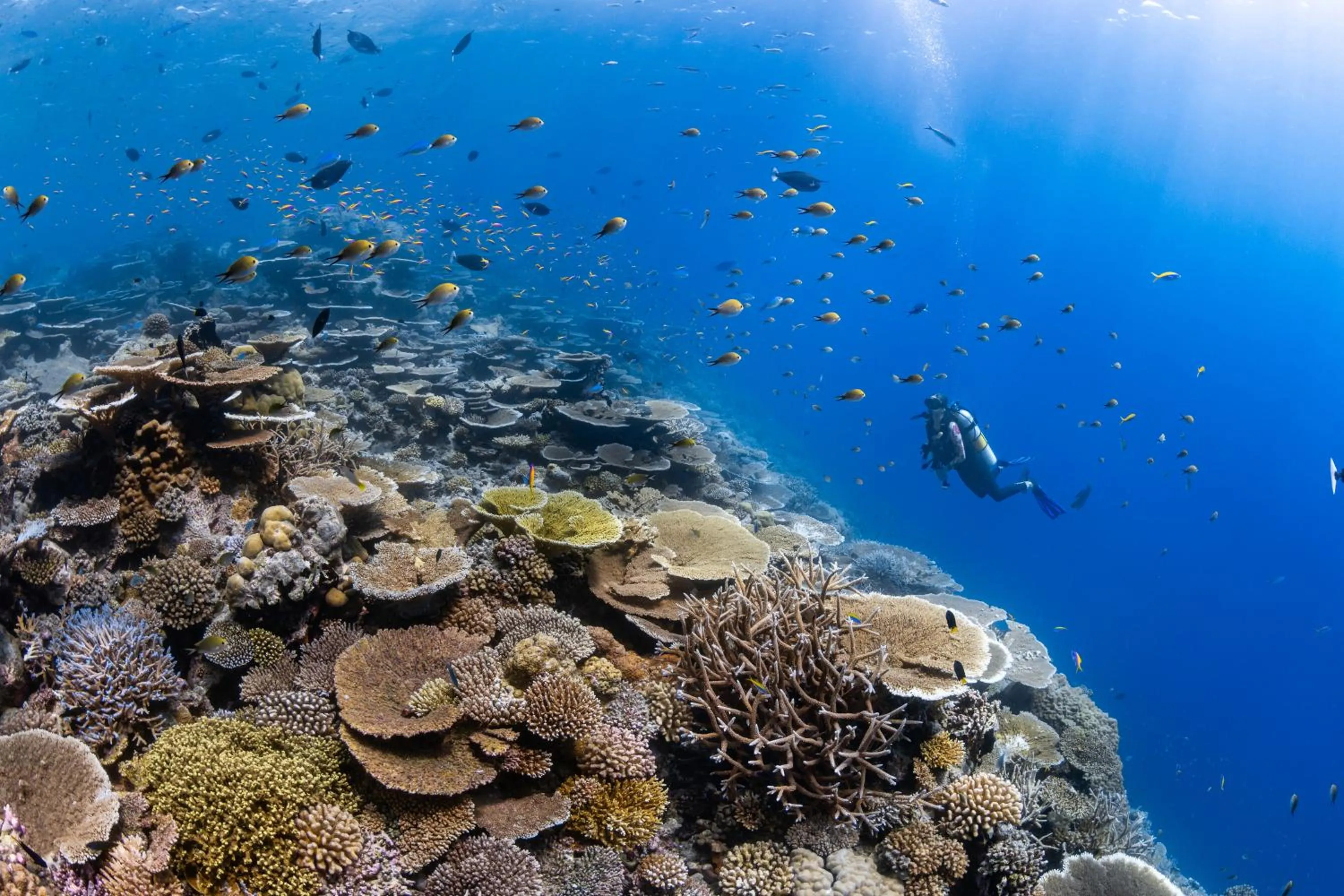 Diving in Park Hyatt Maldives Hadahaa