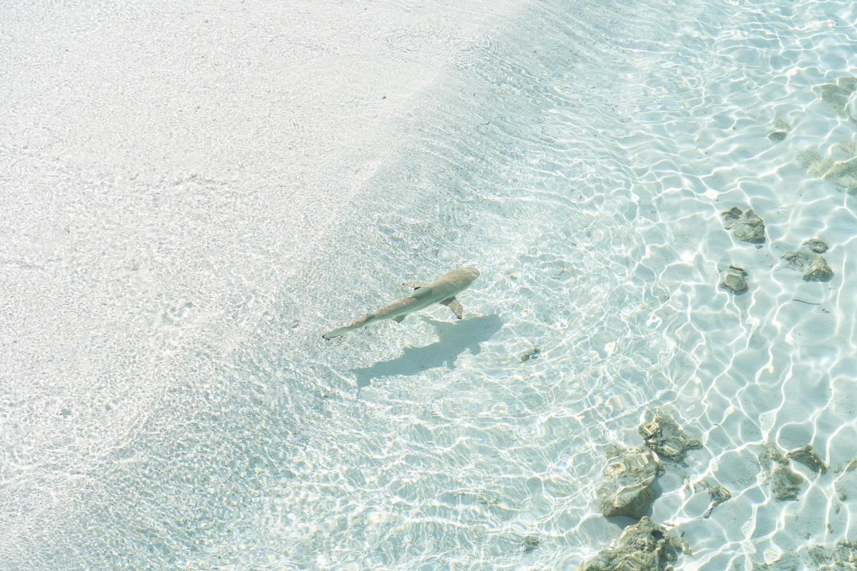 Natural landscape in Park Hyatt Maldives Hadahaa