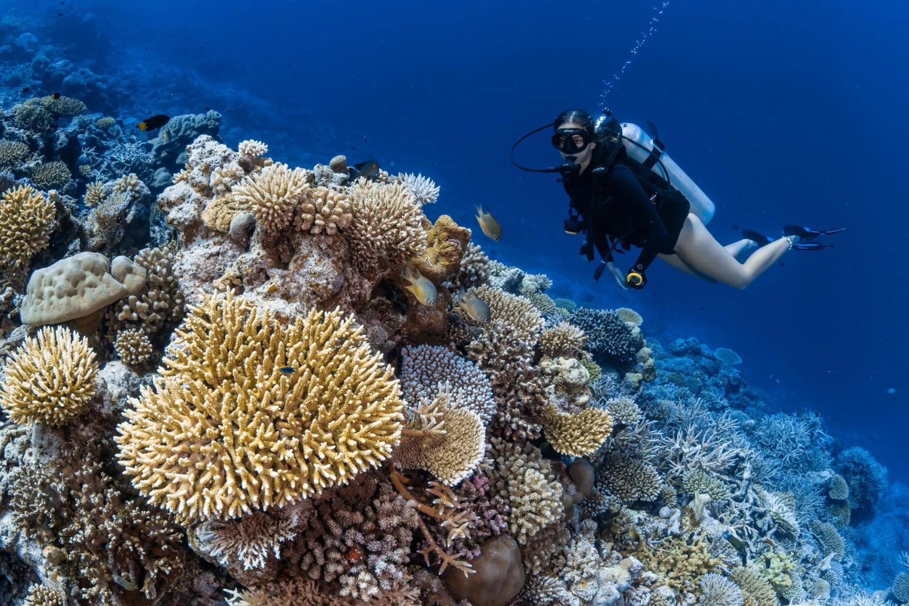 Diving in Park Hyatt Maldives Hadahaa