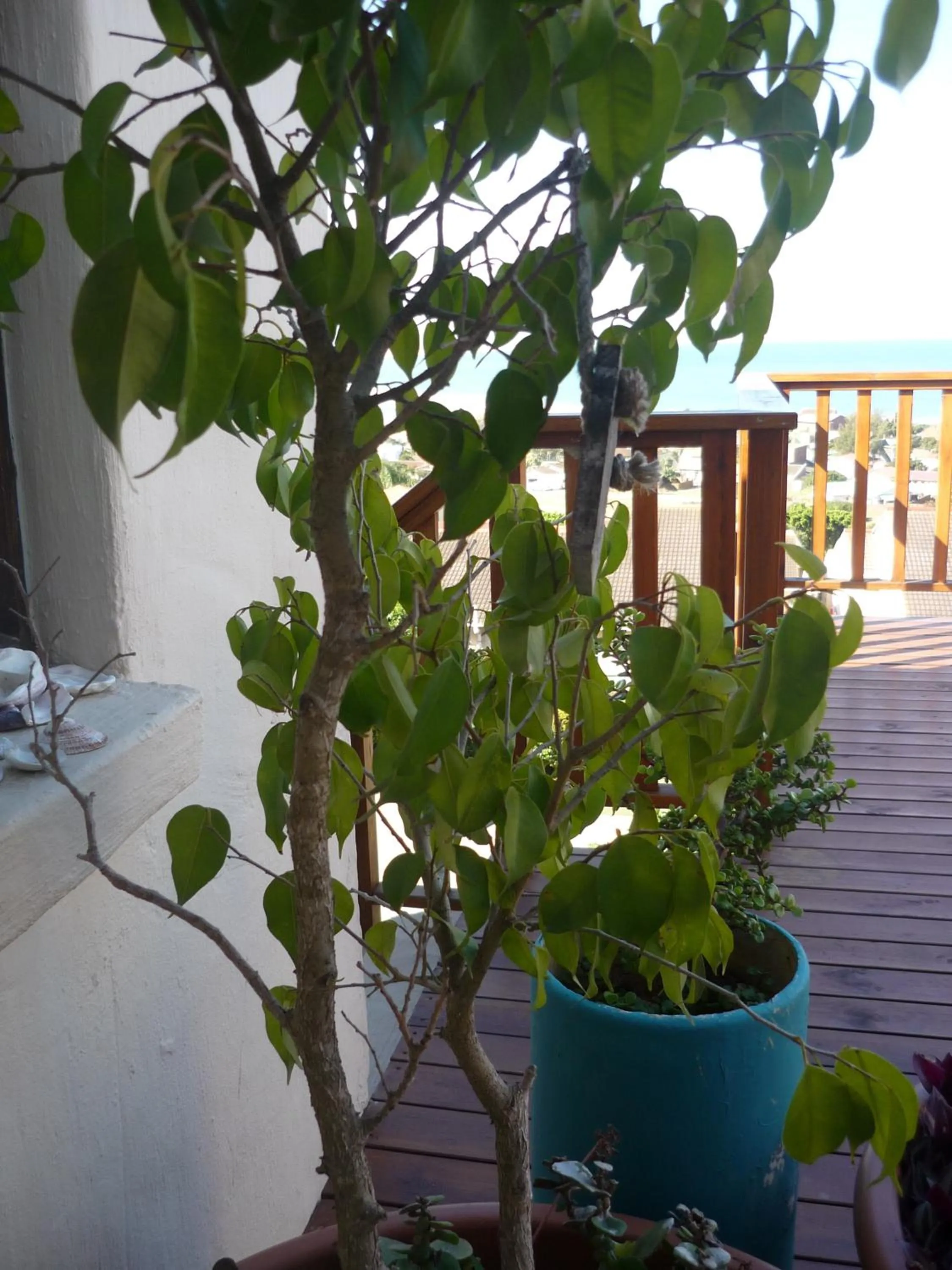Decorative detail in A1 Kynaston Guest House bed and breakfast or self catering