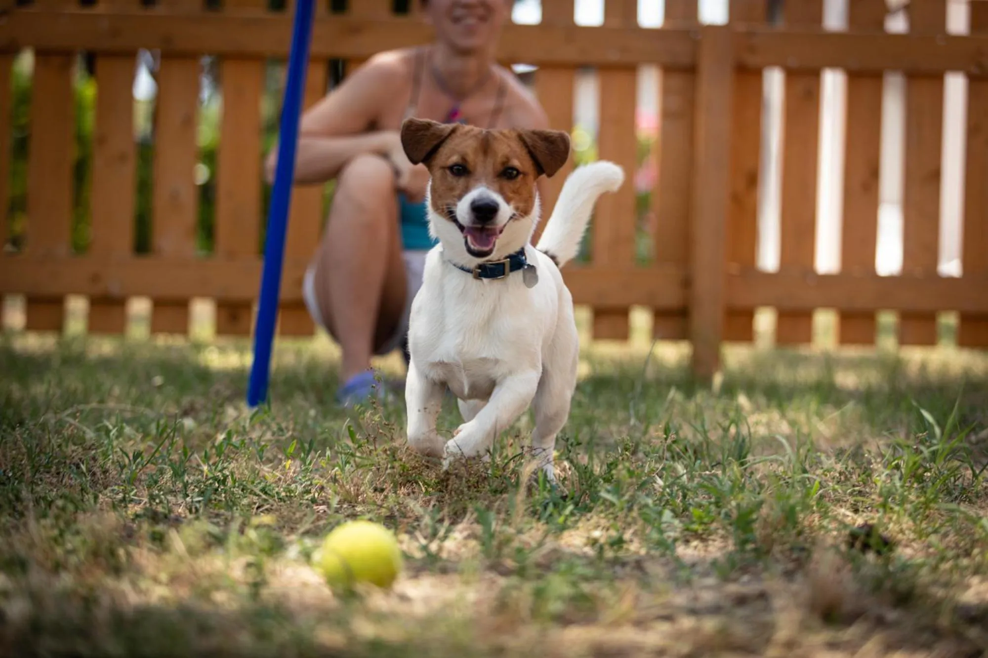 Pets in Residence Punta Spin