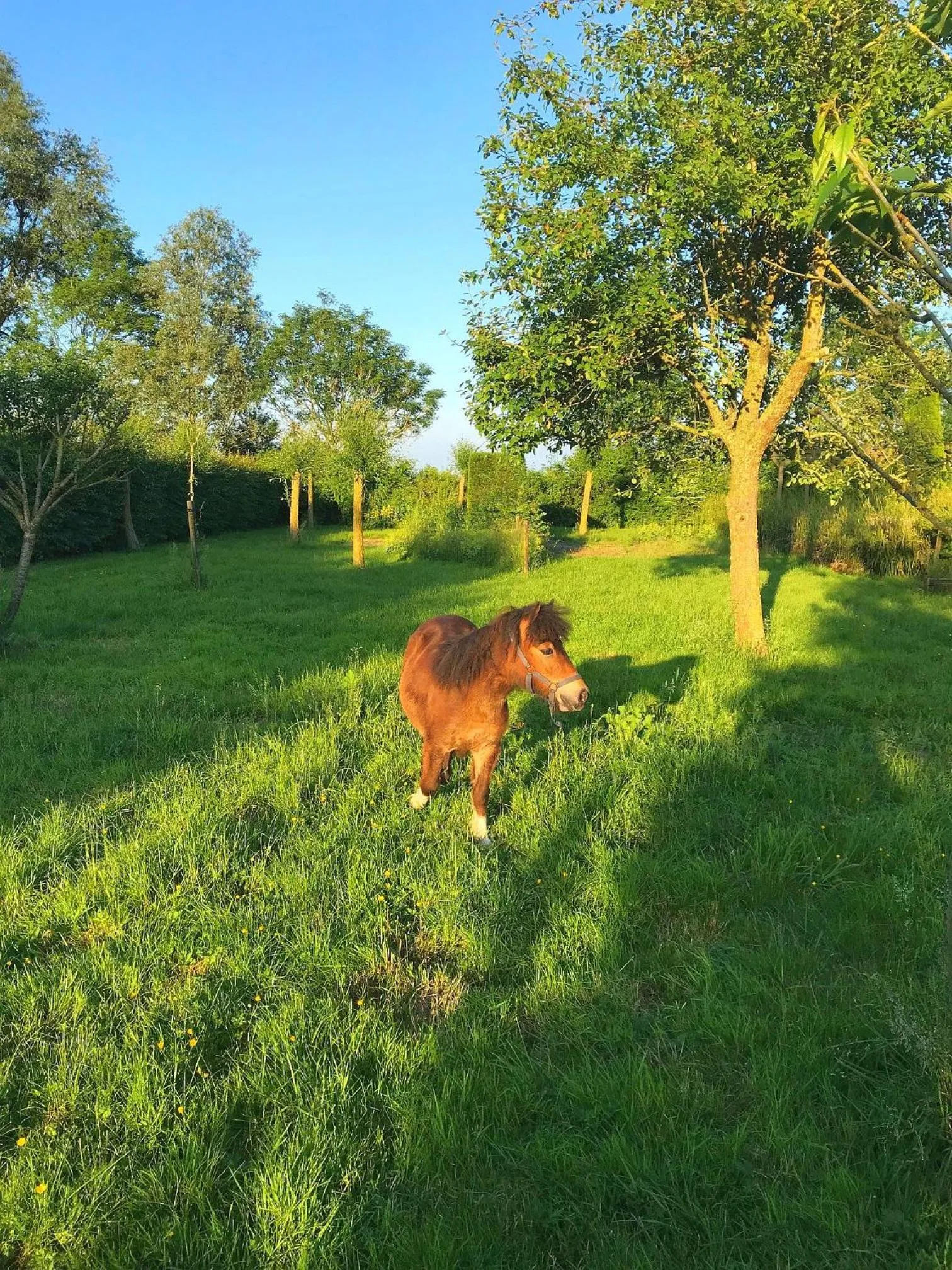 Animals in Domaine 10