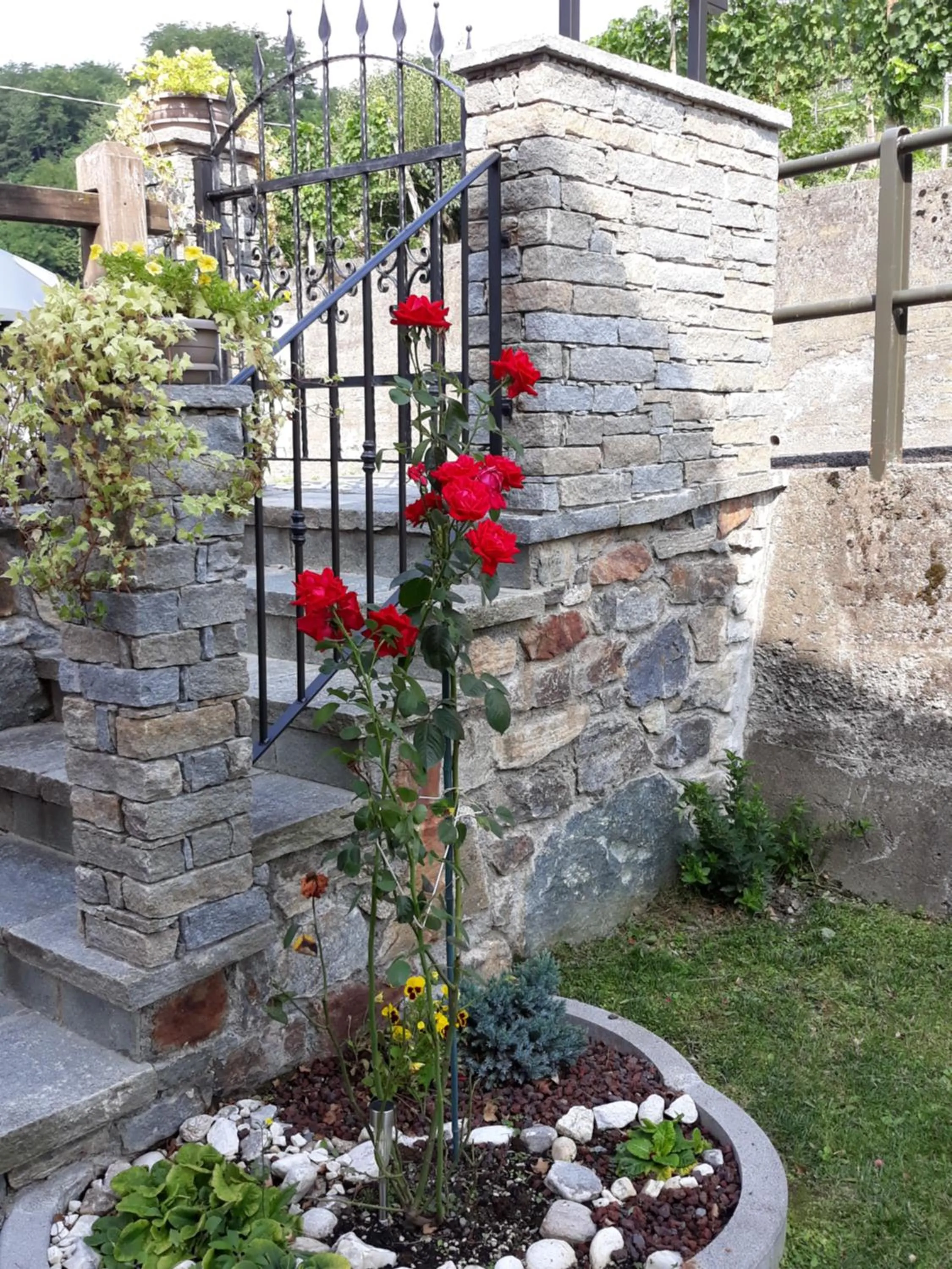 Spring in Il Vigneto