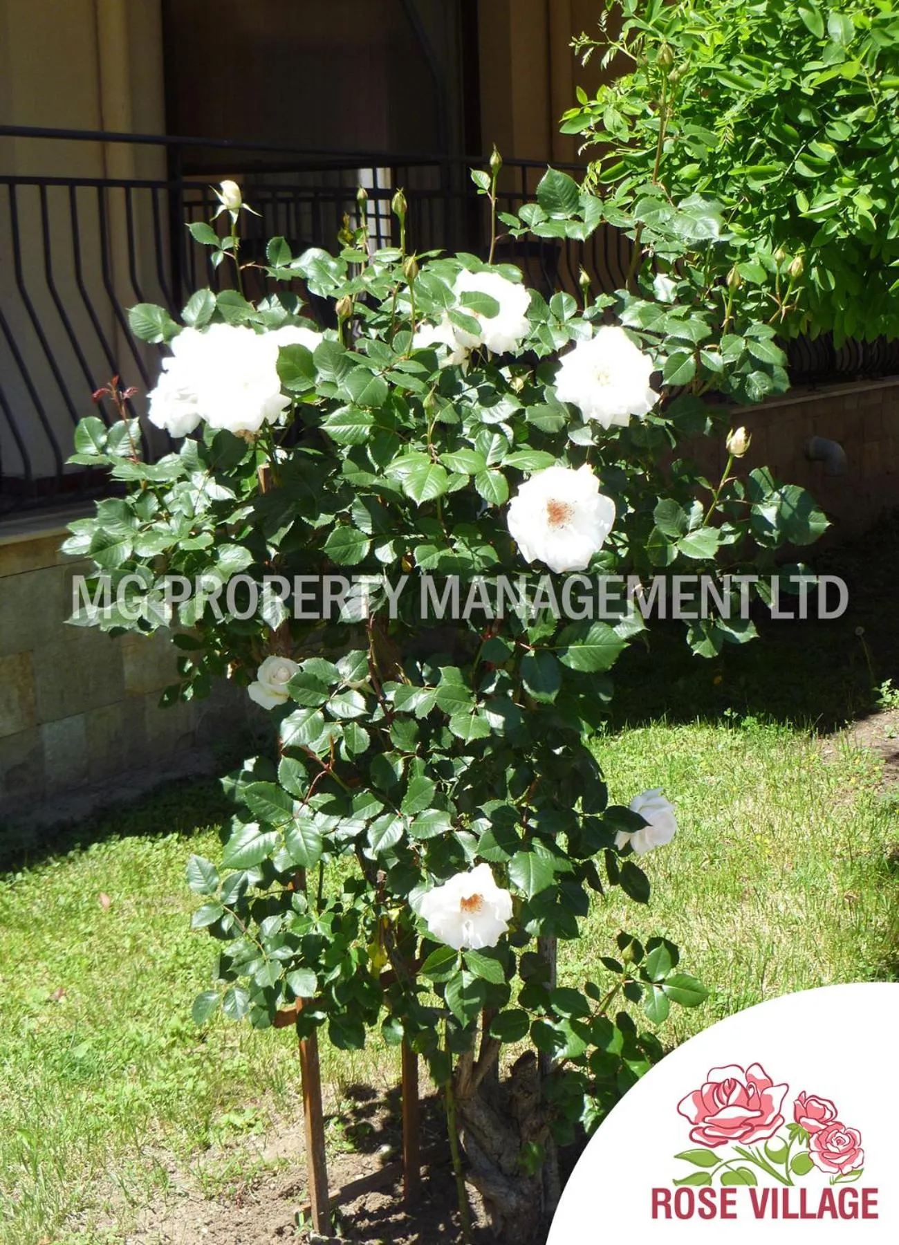 Day in Apartment Tourist Complex Rose Village