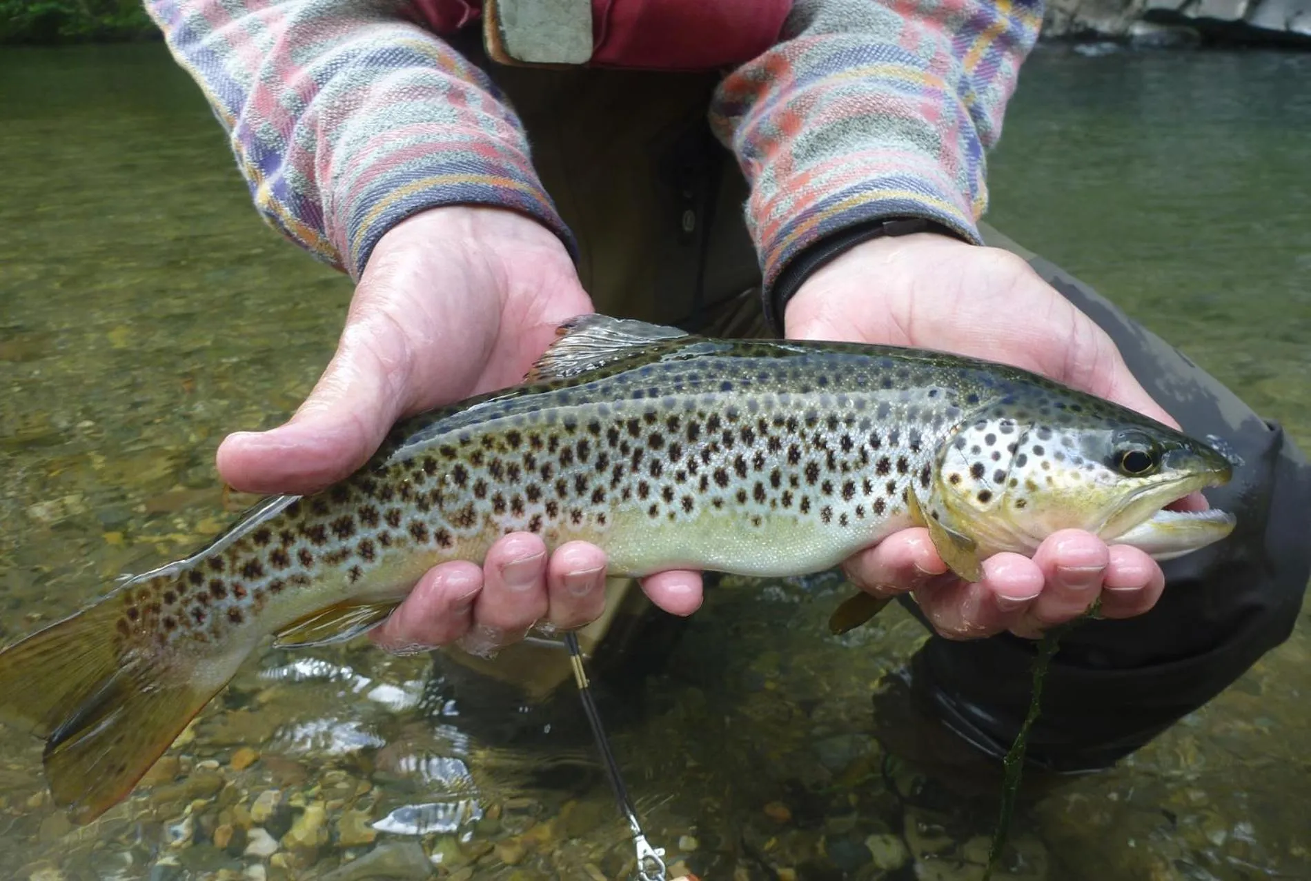 Logis Hotel Xoko-Goxoa